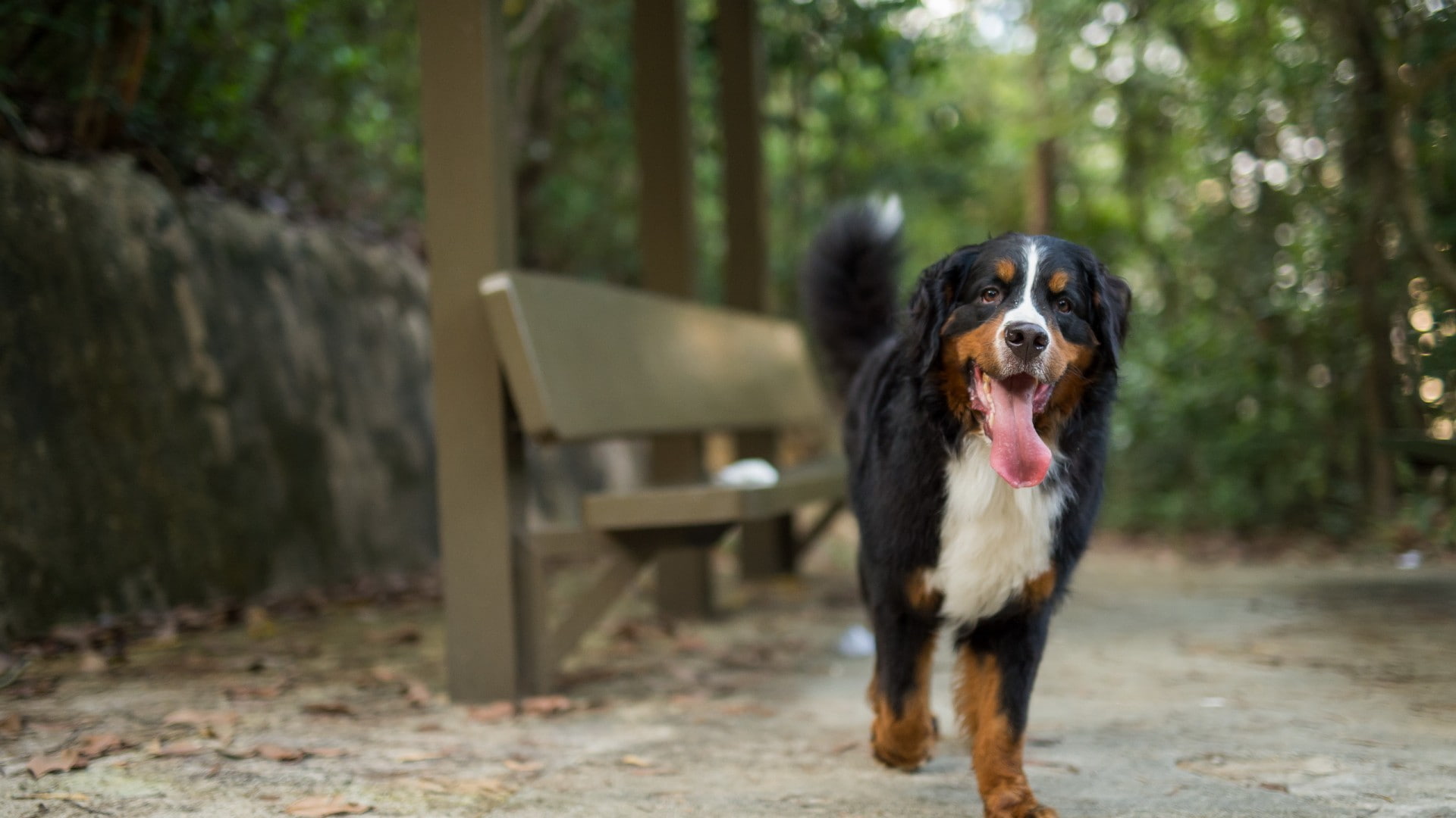 1080P, Bernese Mountain Dog, portrait, animal, pets, panting, nature, no people, domestic, canine, domestic animals, purebred dog, mammal, mouth open, HD Wallpaper