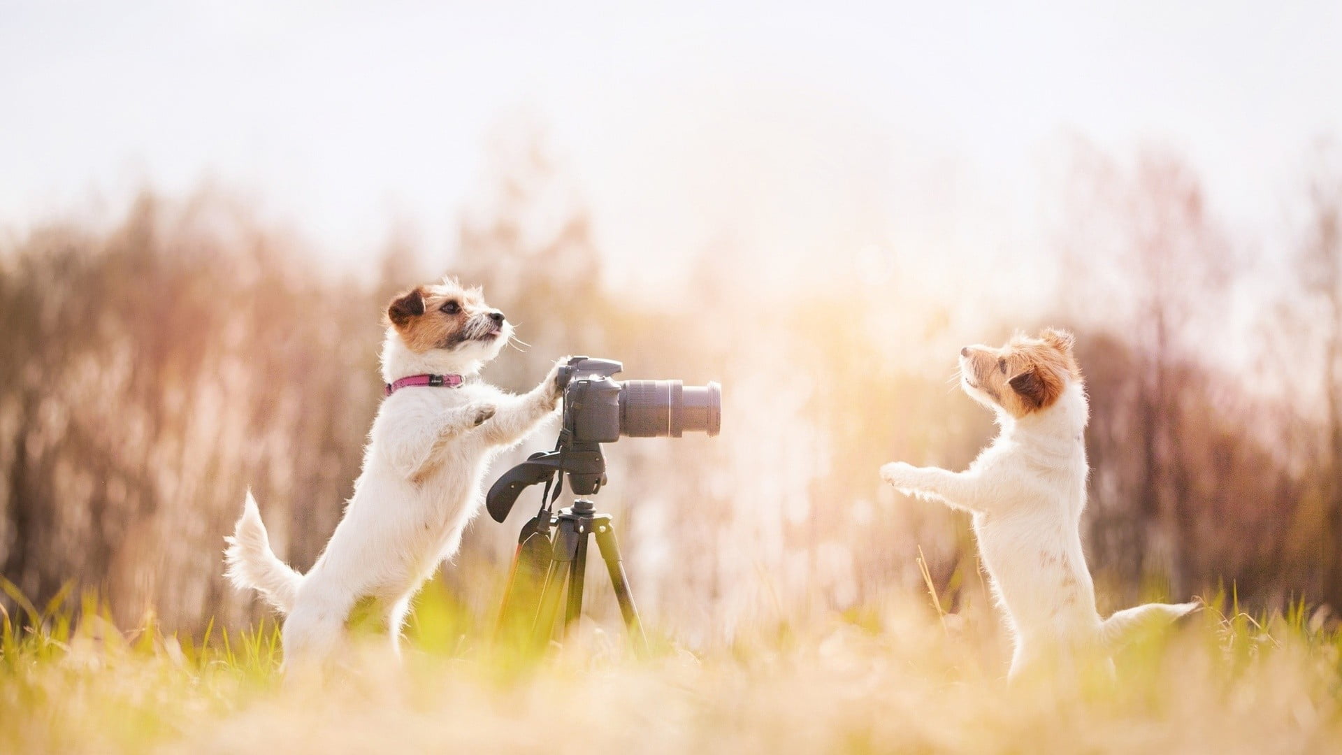 pets, grass, animals, plant, one animal, selective focus, animal, 1080P, camera, border collie, day, outdoors, purebred dog, animal themes, domestic, sunlight, HD Wallpaper