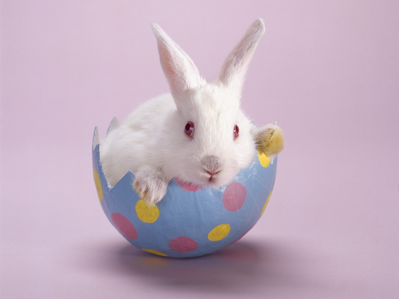 bunny, 720P, easter, animals, HD Wallpaper