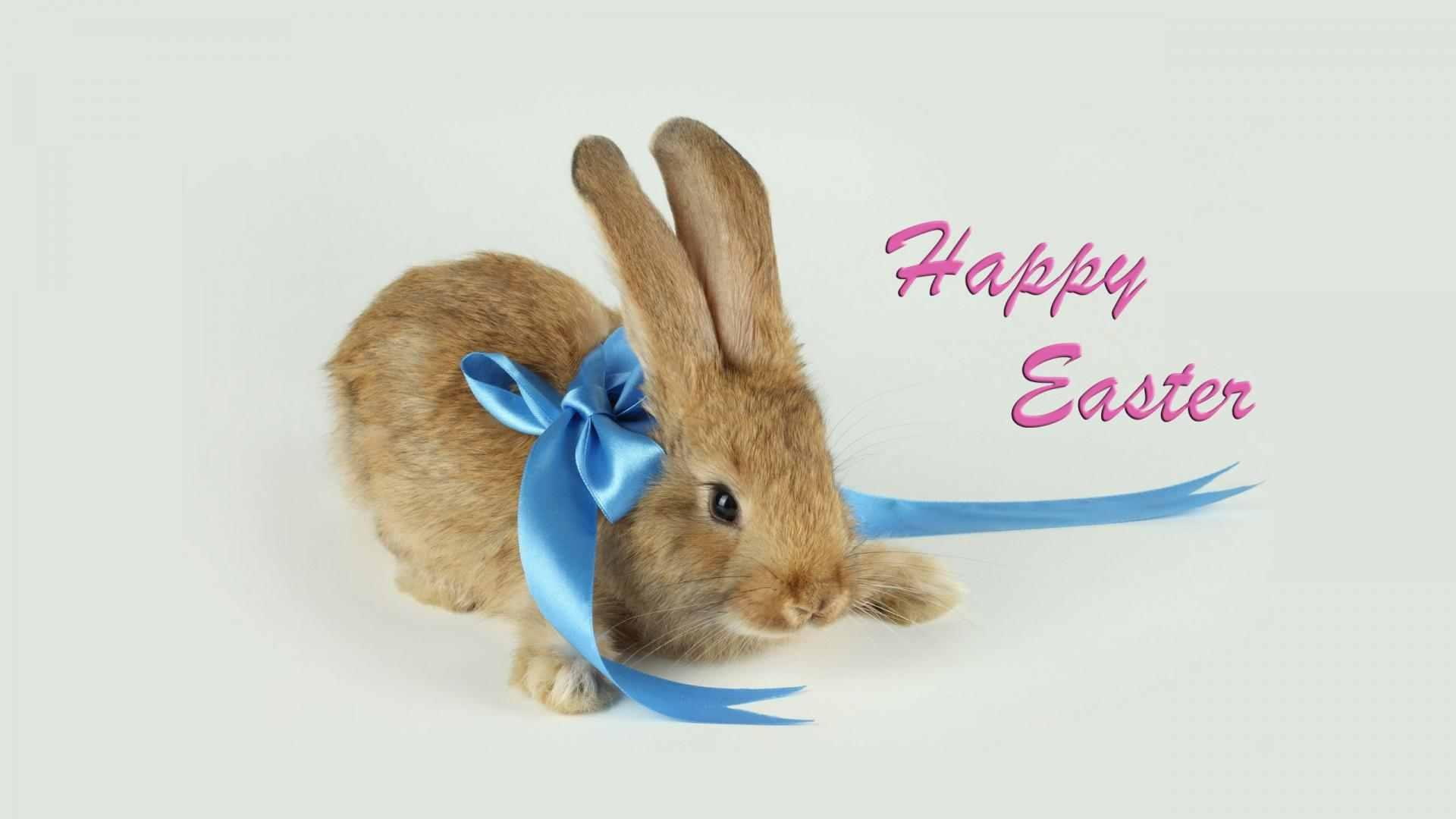 rabbit, bunny, pink, 3d and abstract, cute, holiday, happy, 1080P, happy easter, easter, blue, HD Wallpaper