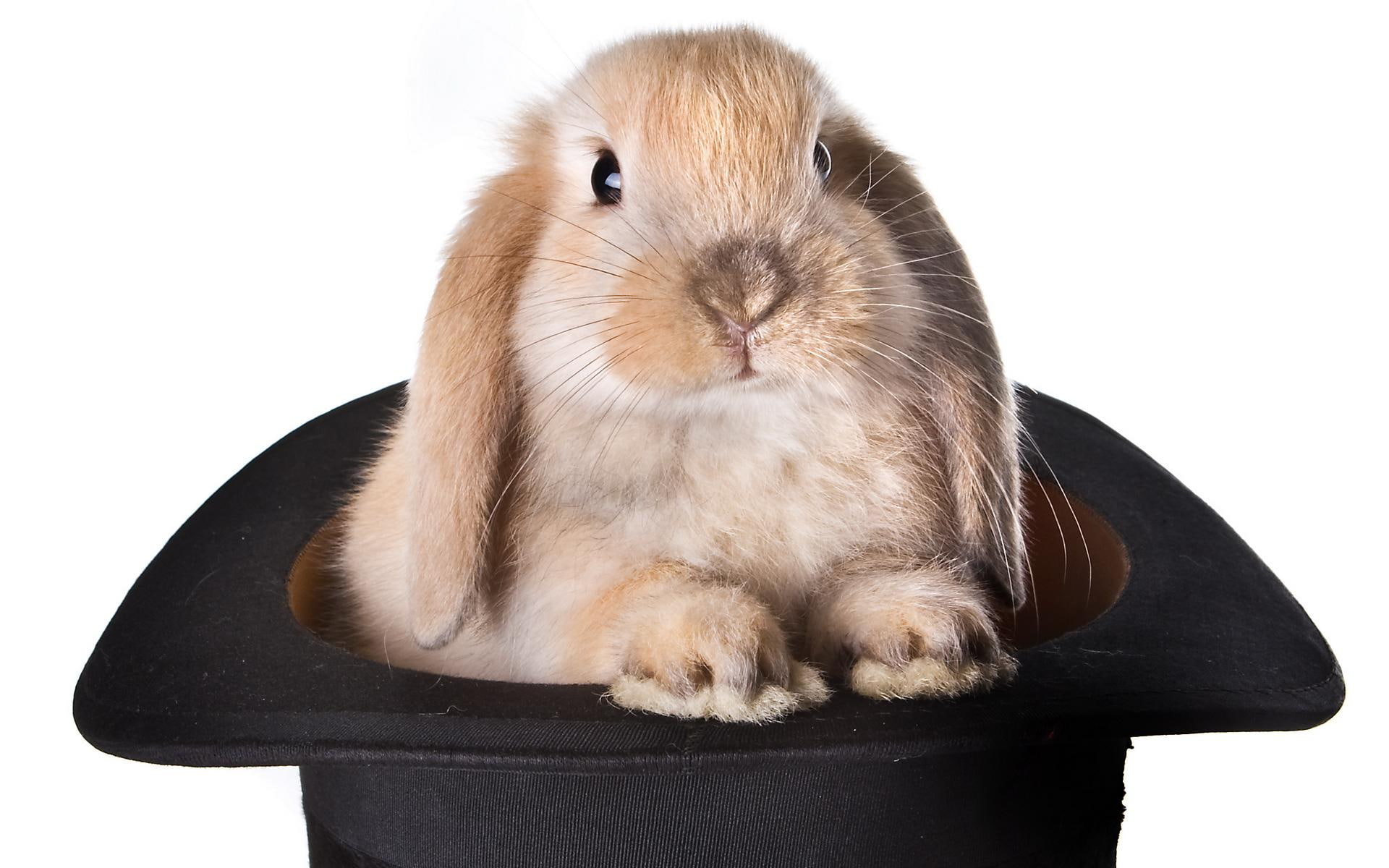 happy, bunny, feast, top hat, animal, easter, rabbit, moveable, 1080P, animals, moveable feast, HD Wallpaper