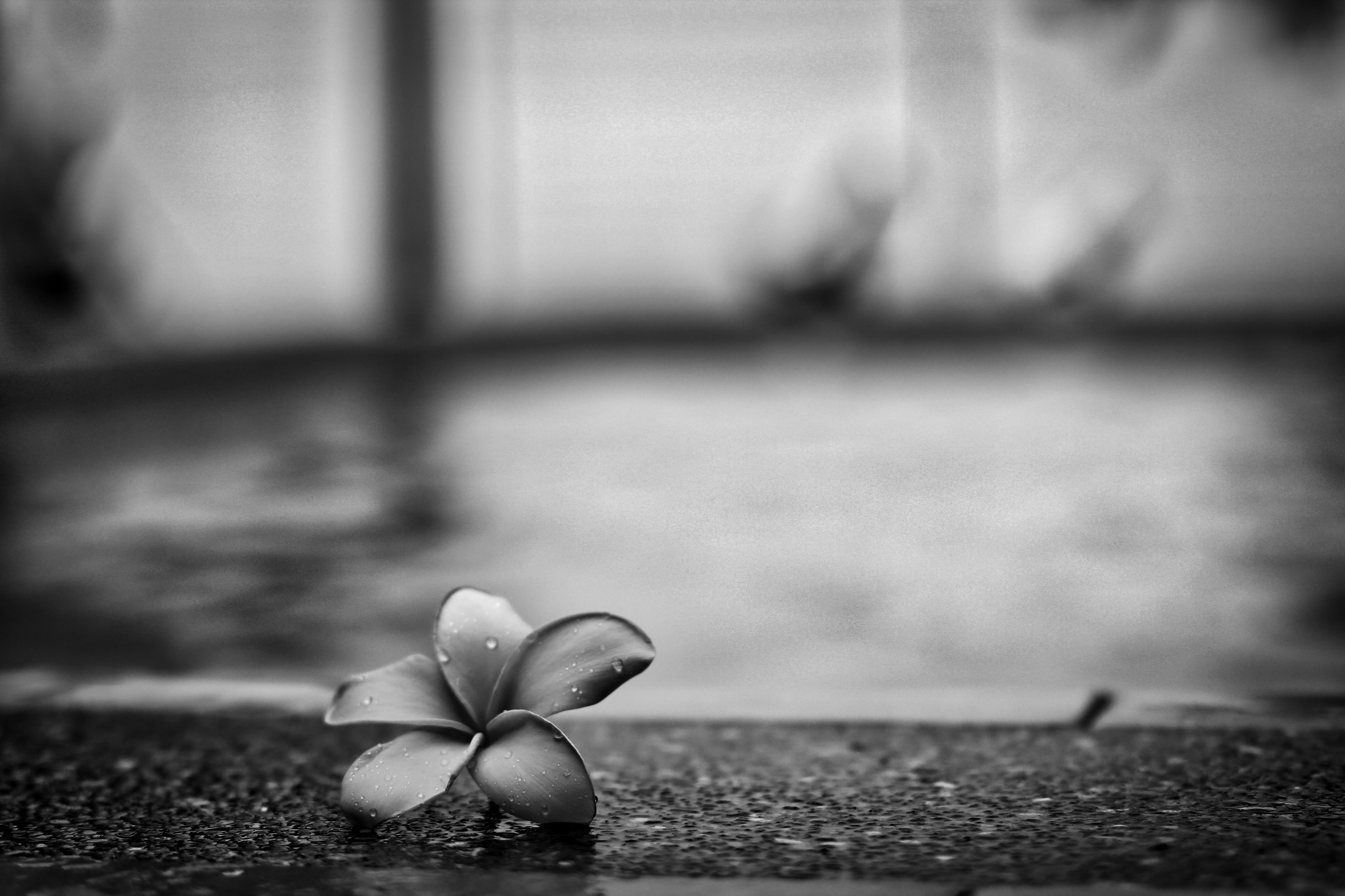 plumeria, black And White, nature, odc, 5K, grayscale, photography, Cool, heat, flower, HD Wallpaper