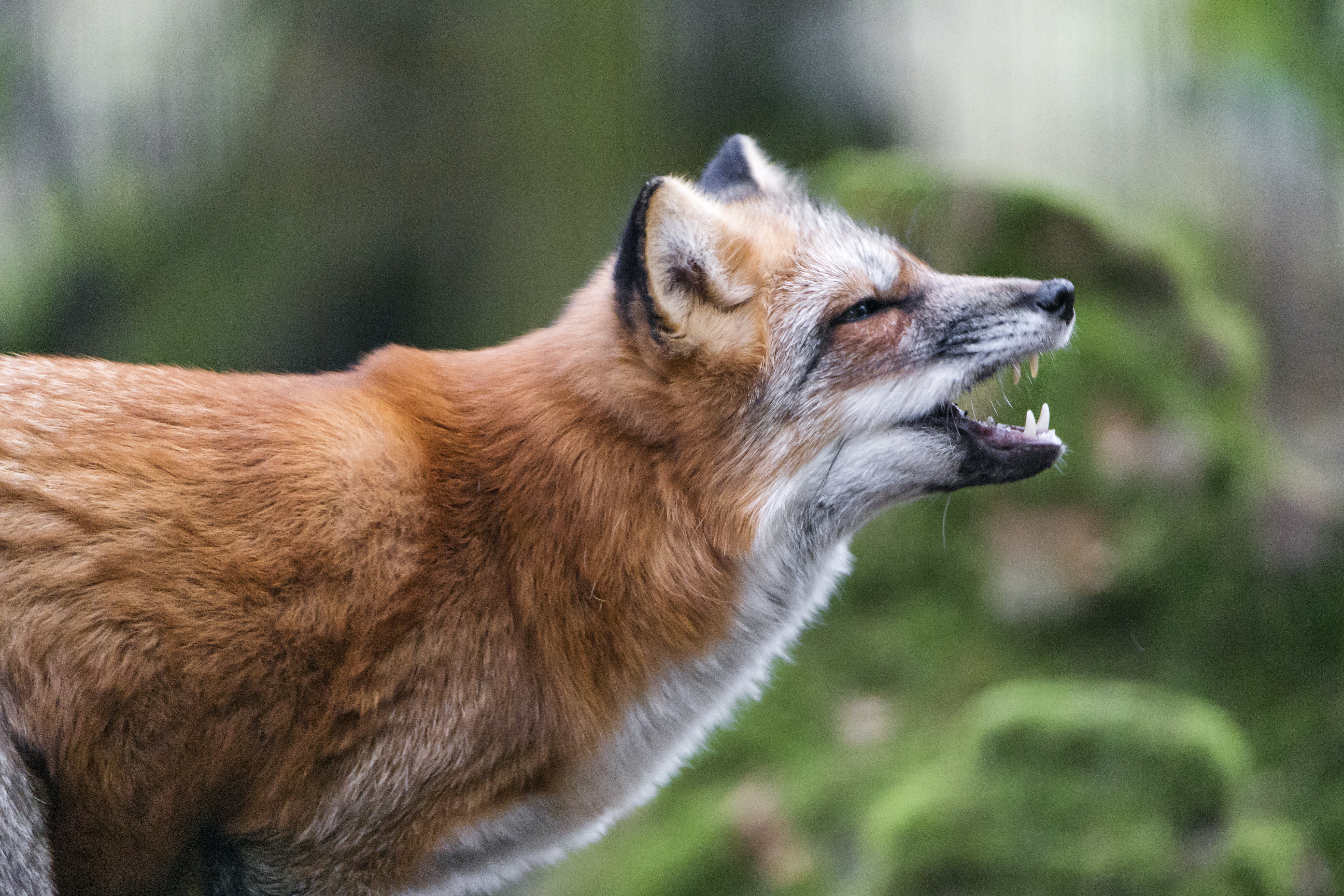 open, eating, vixen, white, female, nature, mammal, red Fox, animal, sainte croix, 5K, carnivore, animals In The Wild, mouth, animalier, white fox, nikon  d5, HD Wallpaper