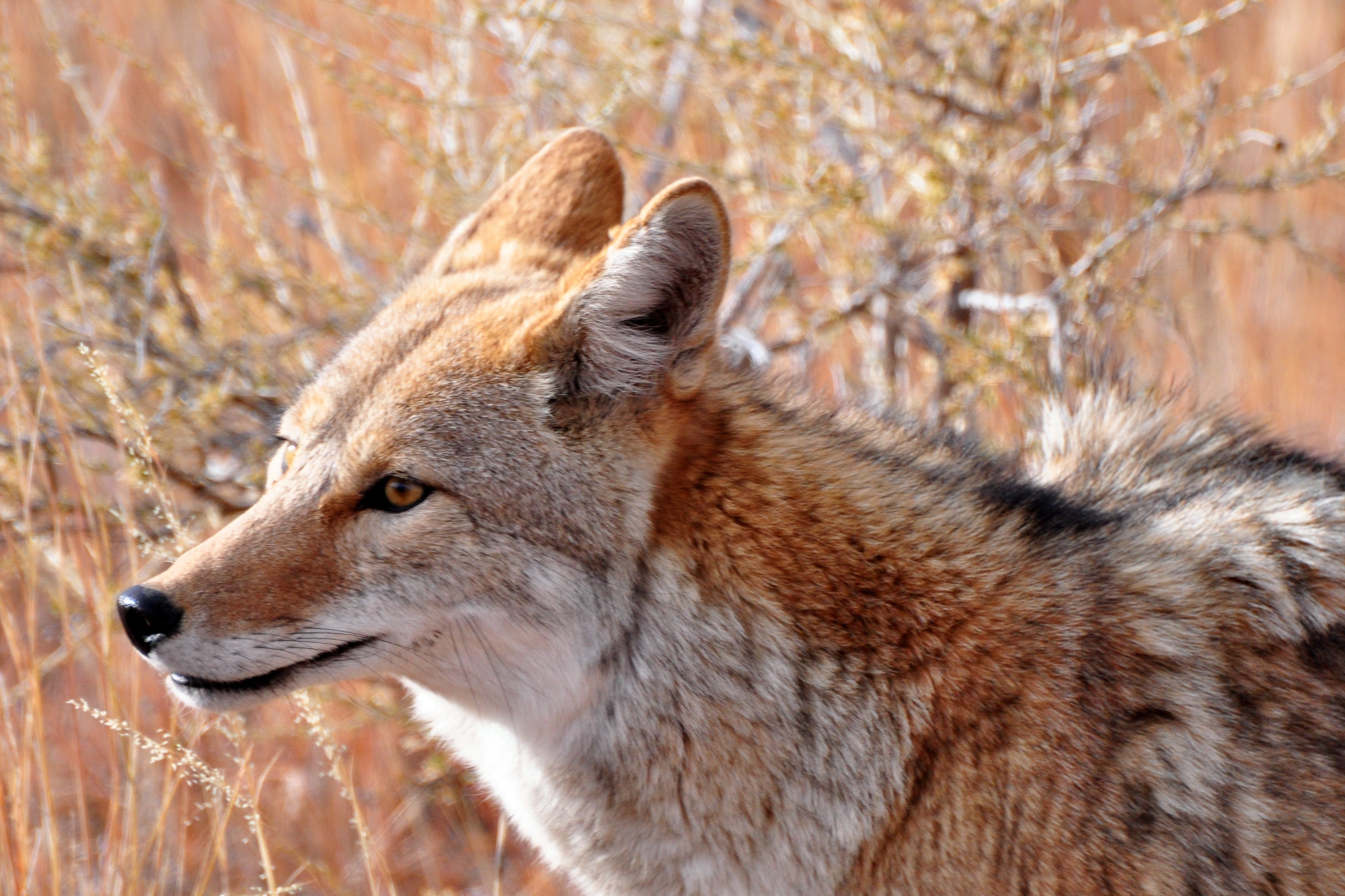 wolf, fox, nature, photography, 2K, animals In The Wild, lamsa, mammal, Coyote, animal, carnivore, nm, wildlife, macro photography, bandelier, macro, HD Wallpaper