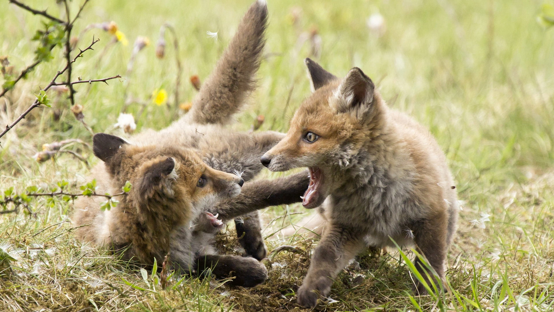 outdoors, canine, no people, two animals, animal themes, animal family, dhole, animals, land, group of animals, animals in the wild, red fox, coyote, wild dog, HD Wallpaper