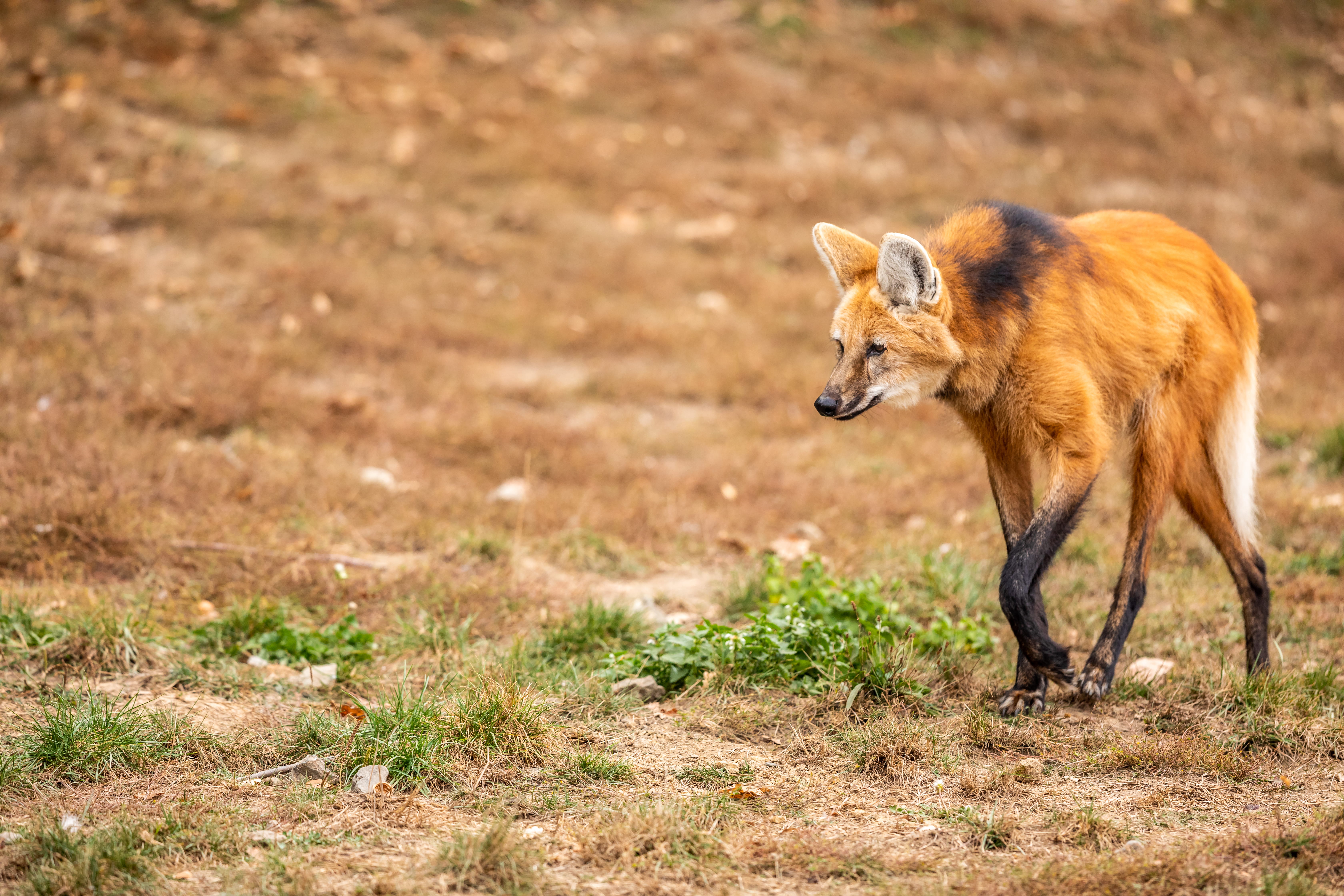 side view, animal, 5K, soil, profile view, survival, day, wolf, grass, animal wildlife, plant, wildlife, bongo, fox, brown, kit fox, field, ground, walking, HD Wallpaper