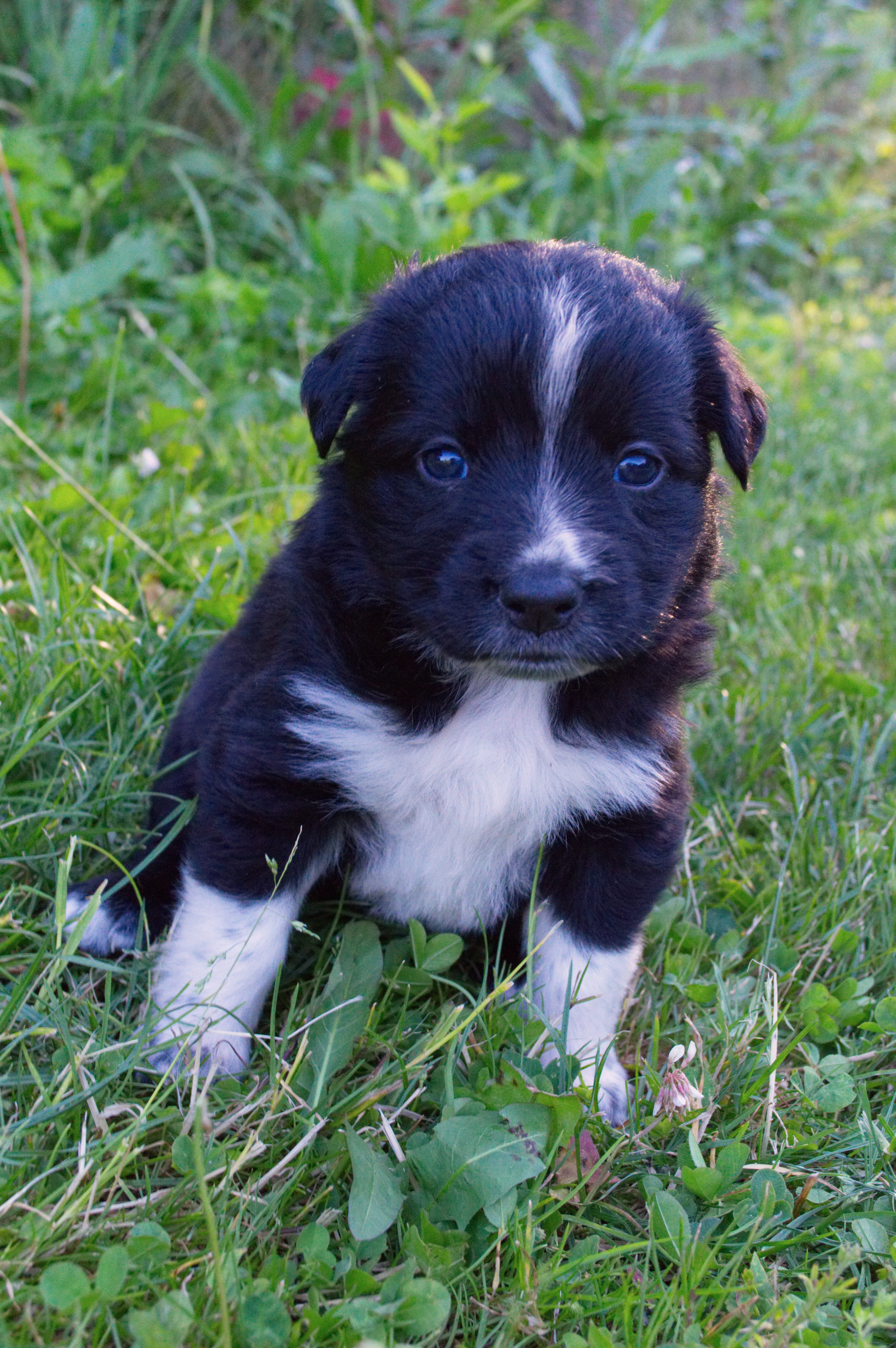 grass, animal, dog, one animal, small, pets, portrait, plant, puppies, domestic, mammal, animal head, animal themes, 5K, cute, canine, vertebrate, young animal, Phone HD Wallpaper
