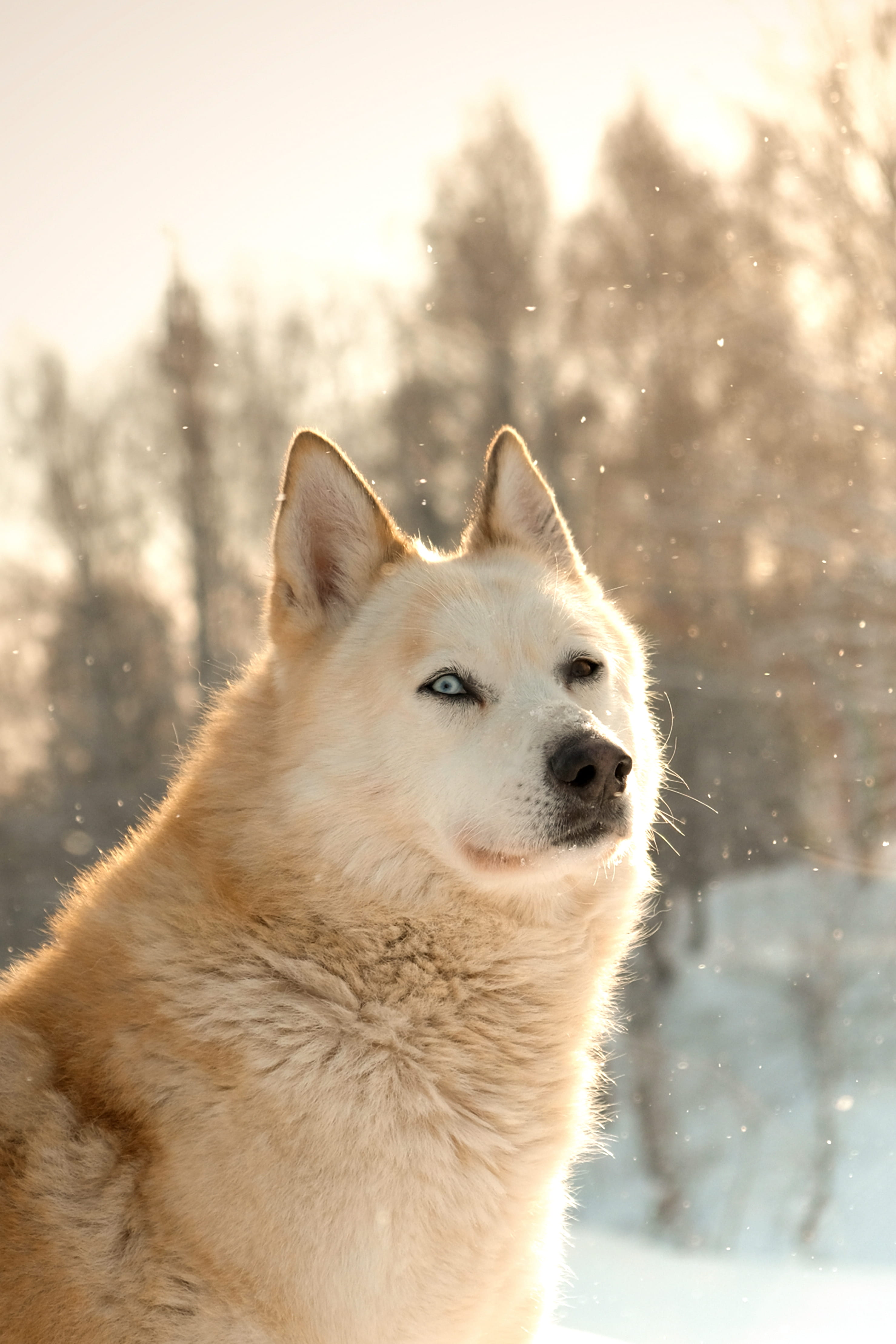 no people, wolf, pet, looking, snow, beige, coyote, looking away, husky, snowing, white dog, day, puppy, storm, animal themes, outdoors, focus on foreground, Phone HD Wallpaper