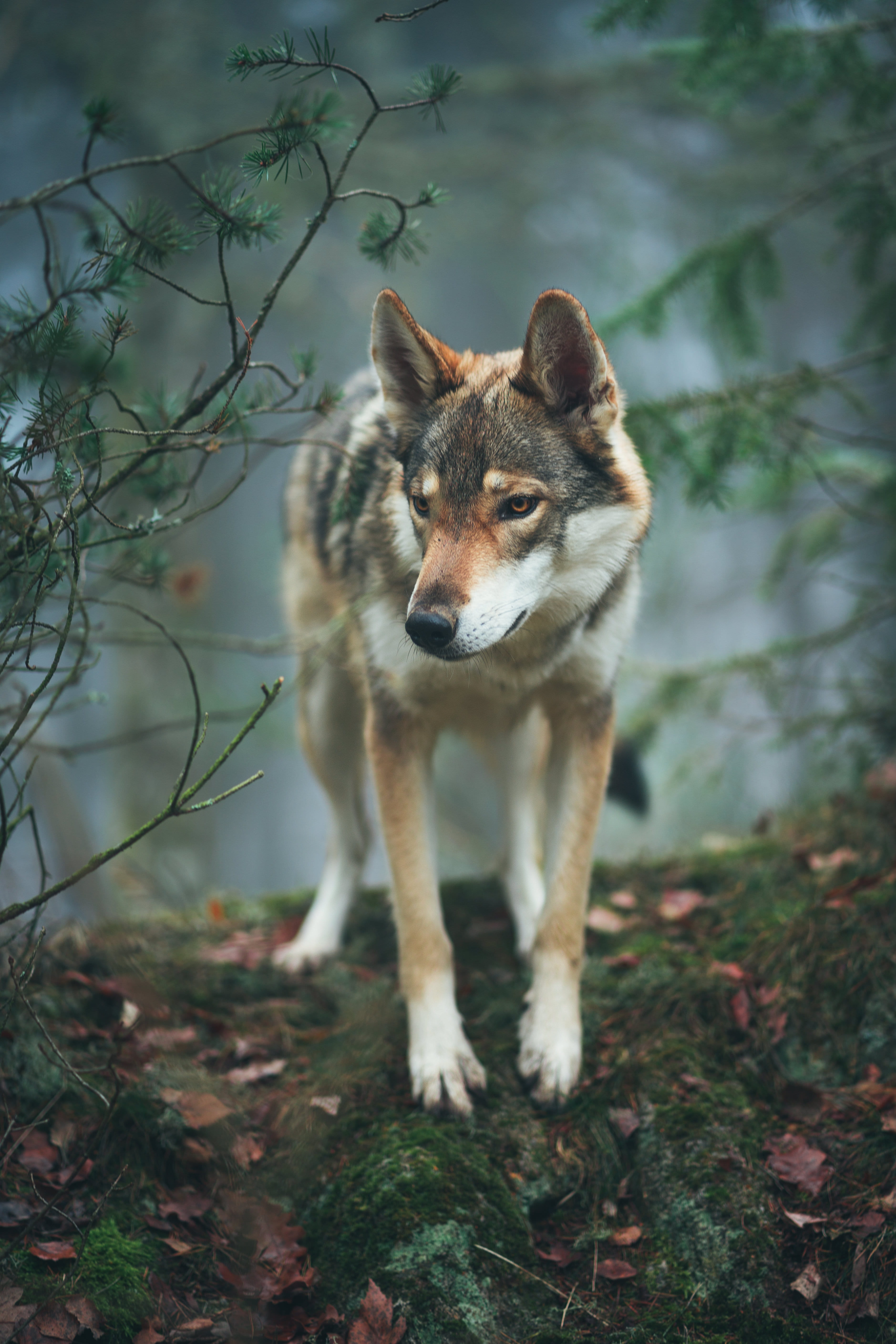 autumn, coated, pets, tree, fox, short, wildlife, domestic, animal wildlife, chilly, dog, forest, nature, pet, wolf, grey, no people, adventuring, near, Phone HD Wallpaper