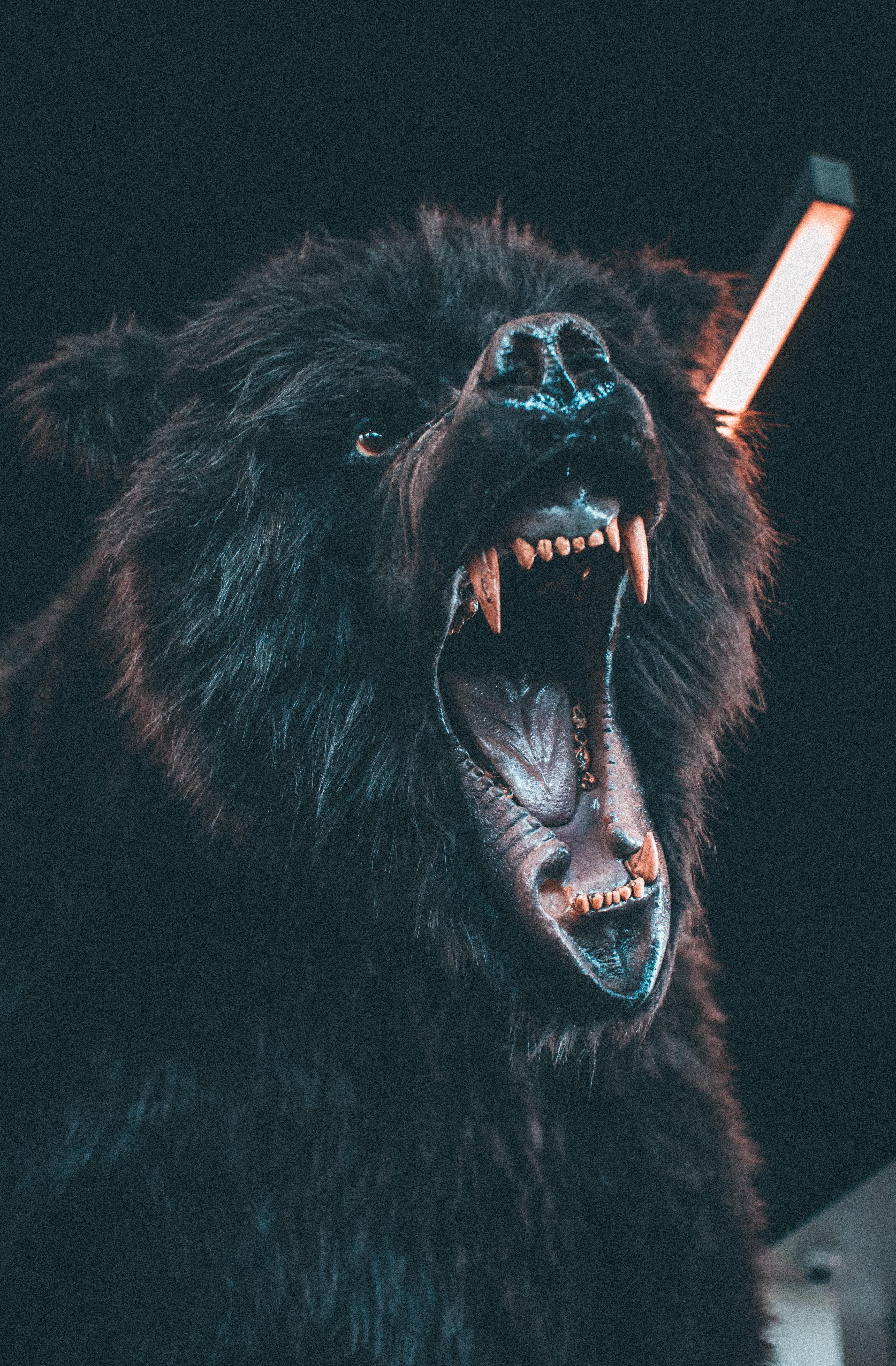snout, brown, domestic, vertebrate, furious, aggression, animal teeth, mouth open, animal mouth, roar, bear, black bear, domestic animals, anger, 5K, canine, Phone HD Wallpaper