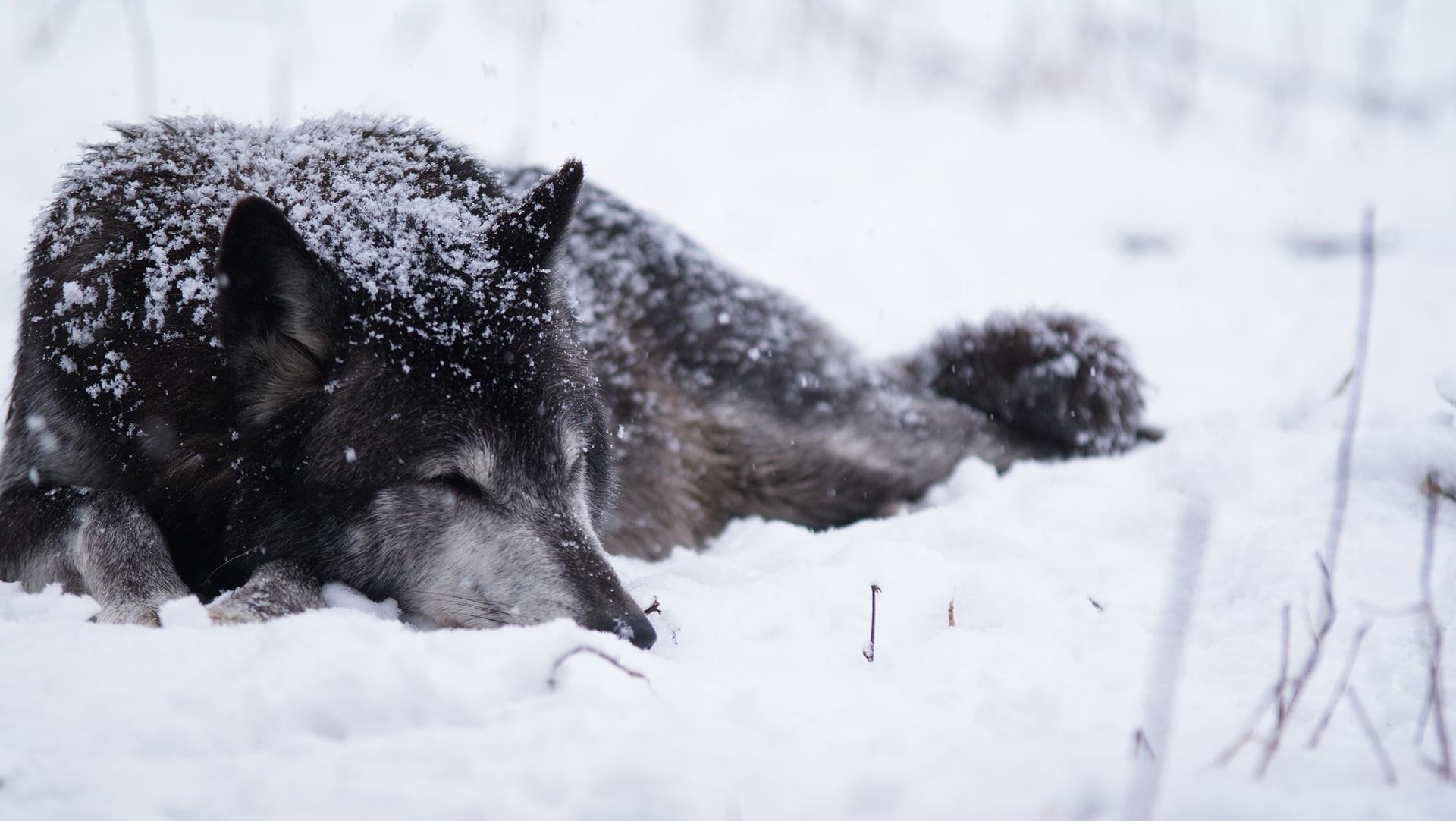 mythical, pack, spirit, lone wolf, black, white, quotes, wild animal black, wolf, the pack, 1080P, timber, resting, wolves, HD Wallpaper