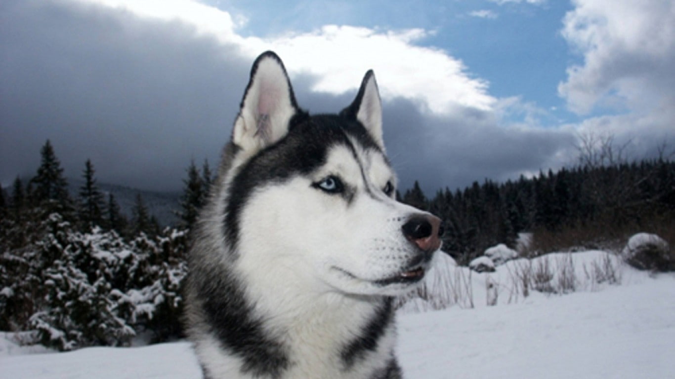 winter, dog, snow, Siberian Husky, animals, 720P, HD Wallpaper