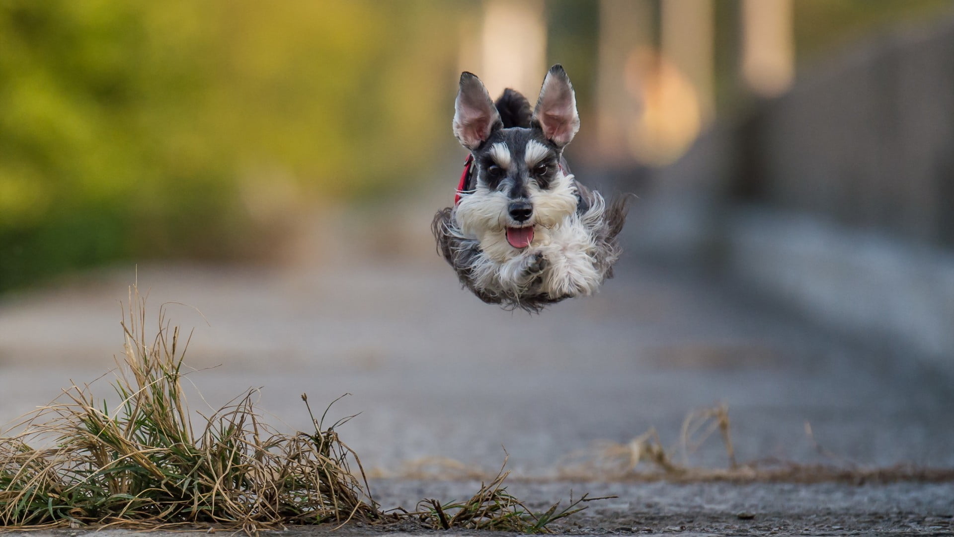 running, air, pets, motion, day, domestic animals, jumping, dog, vertebrate, animal, selective focus, animals, white, no people, canine, mammal, puppy, HD Wallpaper