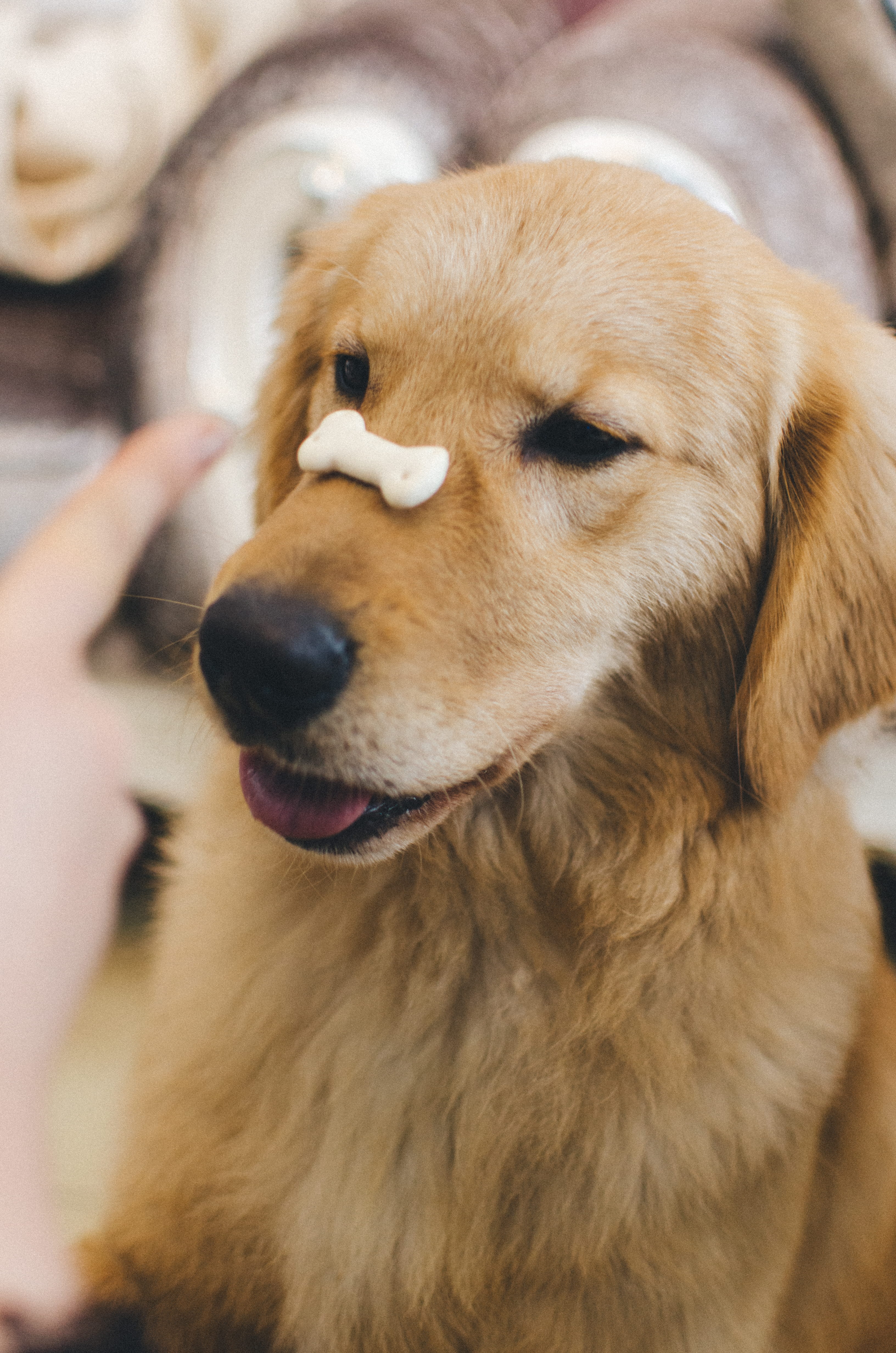 mammal, bone, adult, hand, retriever, brown, 4K, vertebrate, domestic animals, one animal, domestic, golden retriever, dark, finger, pets, close-up, dog, Phone HD Wallpaper