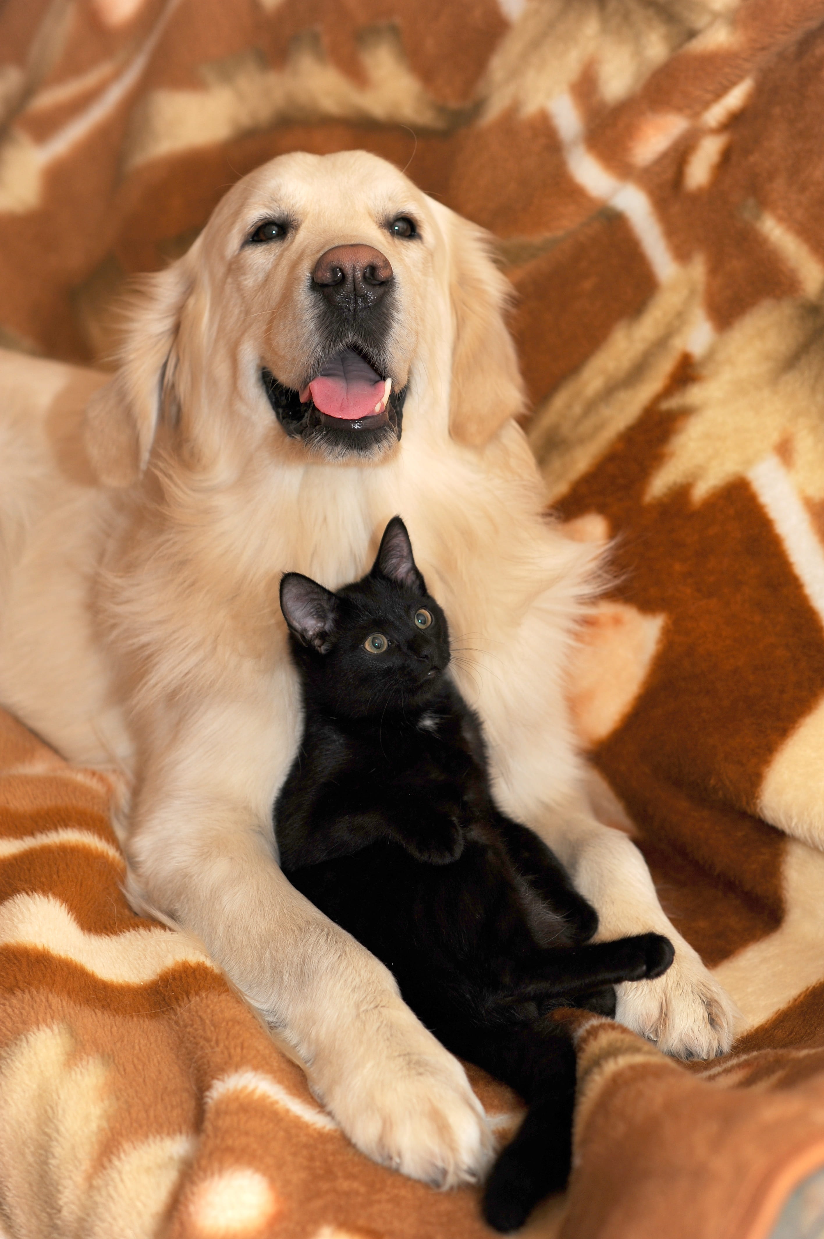 pets, adult, 4K, no people, textile, relaxation, cat, ritriver and the cat, dog and cat, indoors, brown, retriever, golden, domestic, mammal, portrait, Phone HD Wallpaper