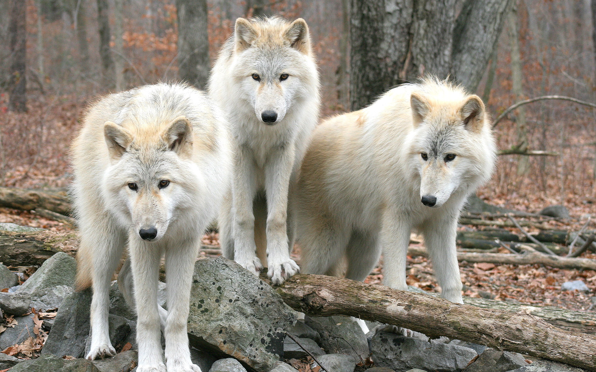 hd, wolf, pack, 1080P, animals, HD Wallpaper
