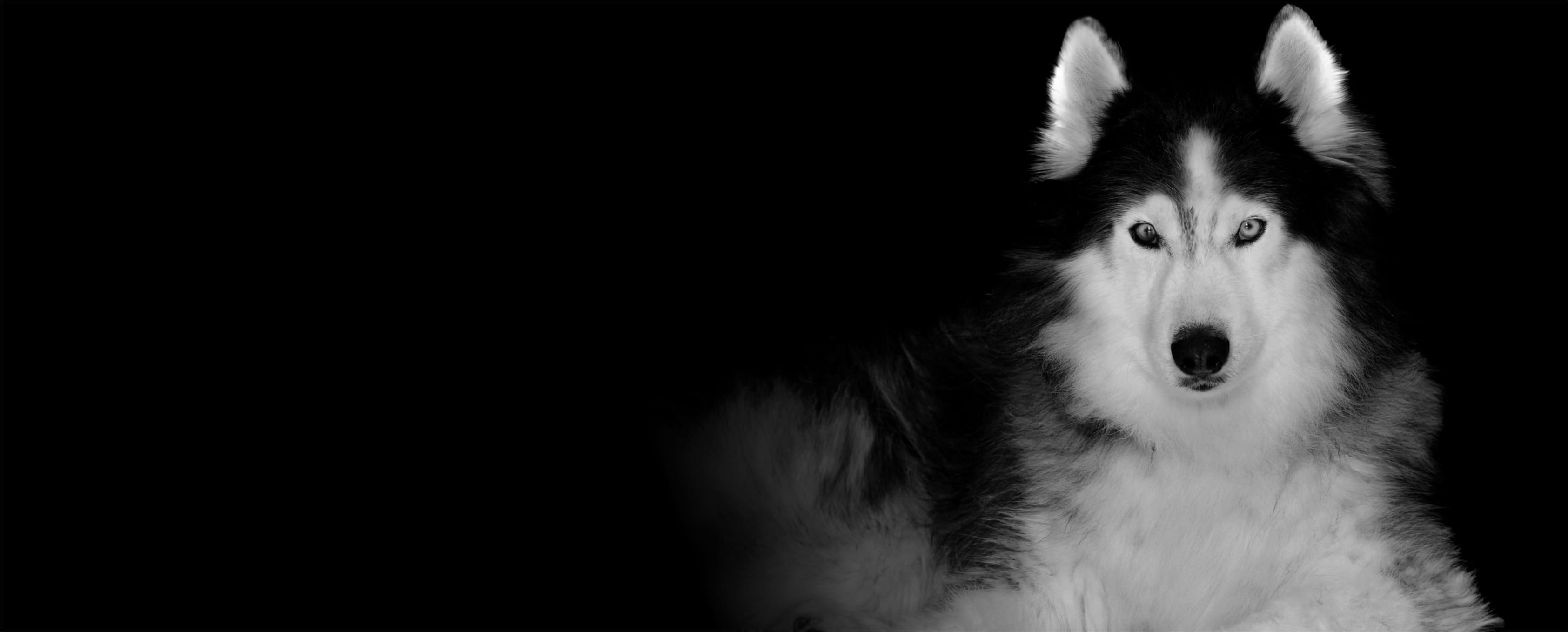 no people, mammal, animal themes, 2K, pets, animal head, animal body part, mouth open, black background, dog, studio shot, animal mouth, wolf, HD Wallpaper