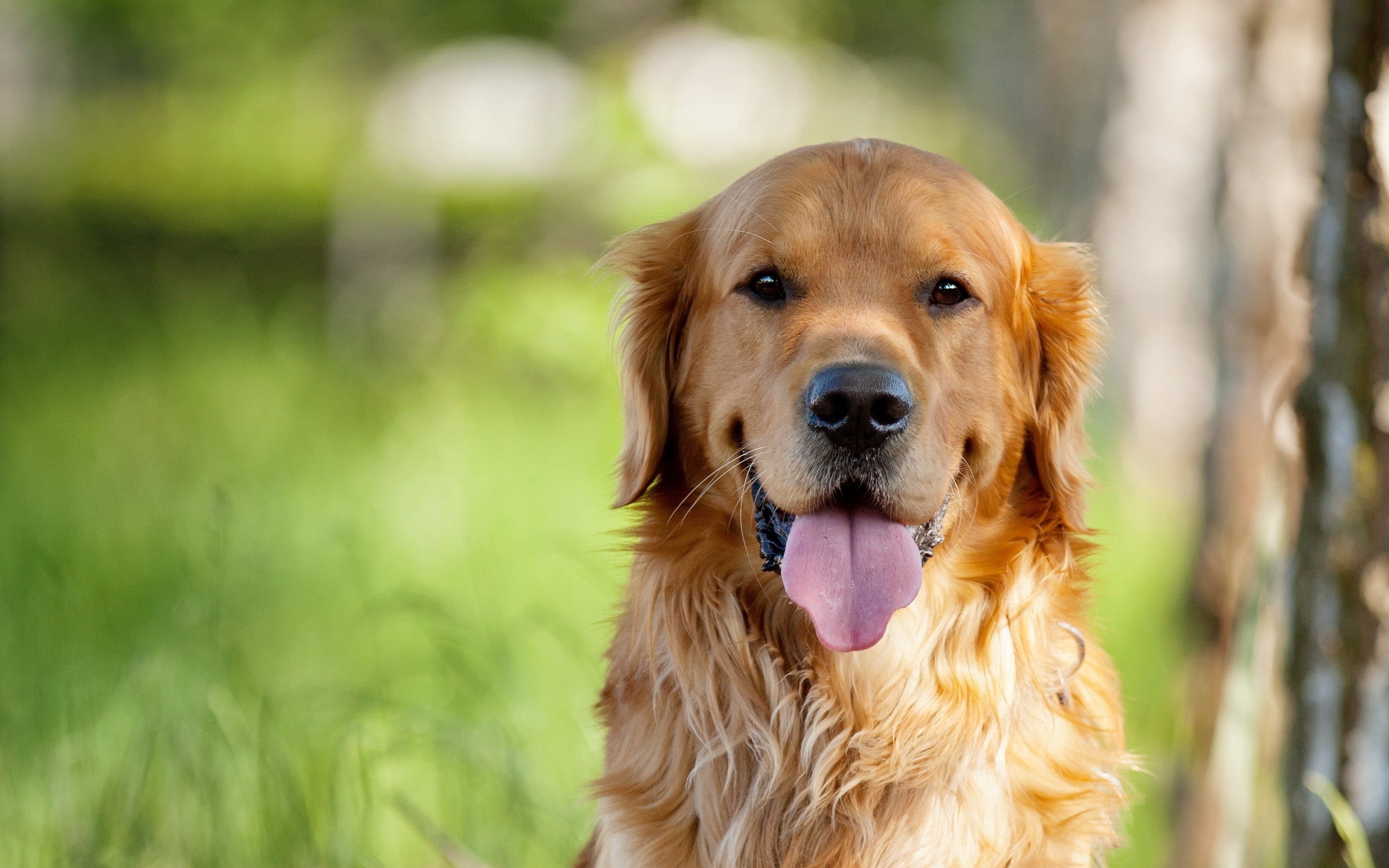 portrait, adult, tongue, gold Colored, cheerful, sitting, golden Retriever, domestic Animals, animal head, dog, mammal, animal, yellow, domestic, looking, HD Wallpaper