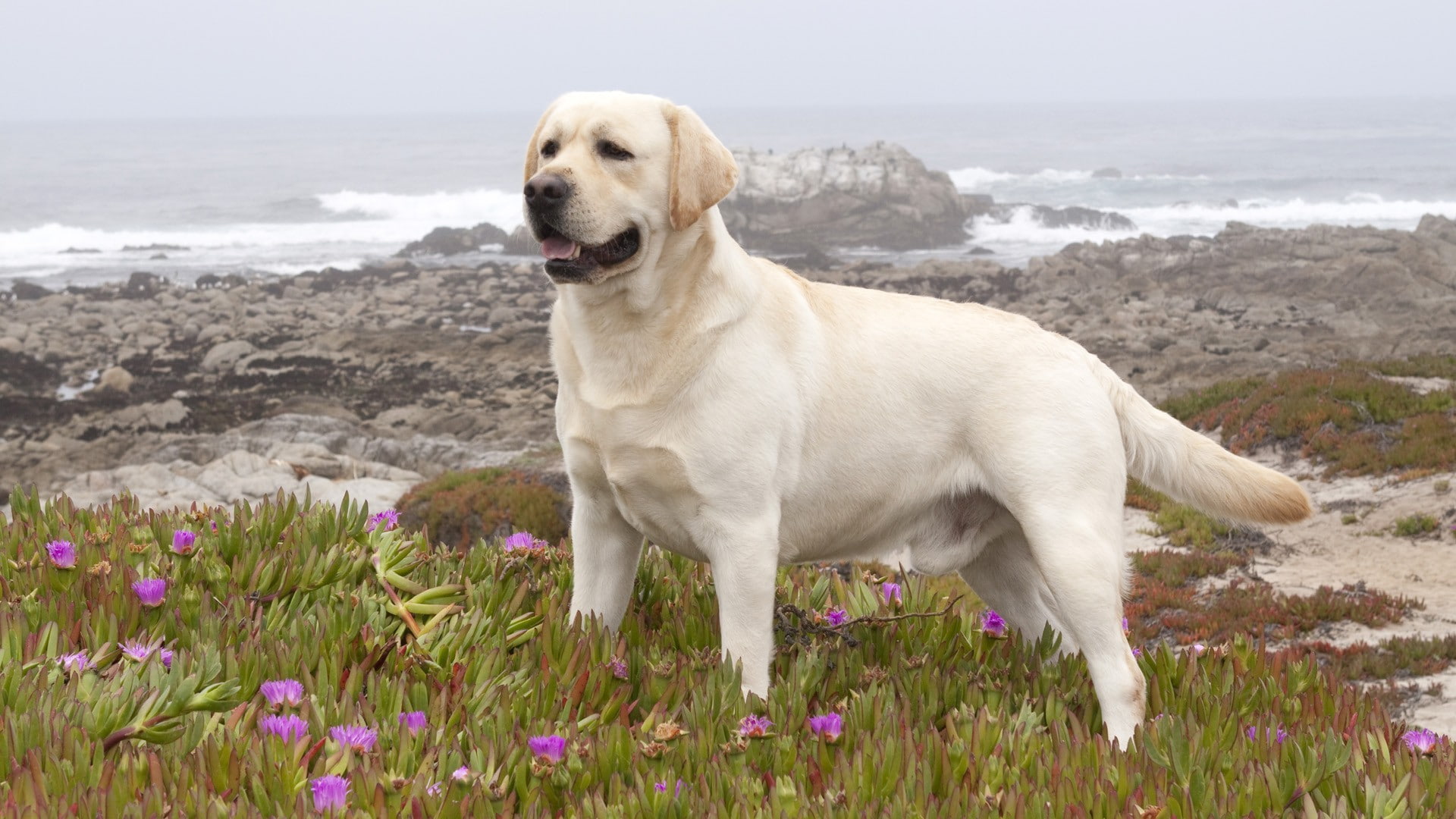 Image, Animal, yellow, labrador, picture, labrador retriever, retriever, HD, 1080P, Dog, HD Wallpaper