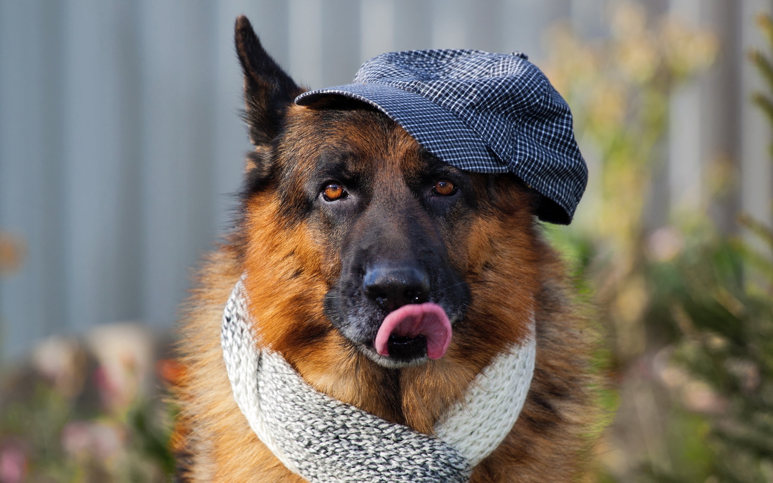shepherd, sheepdog, brown, 2K, fur, day, animal mouth, pets, canine, cute, scarf, outdoors, nature, close-up, coated, looking, purebred Dog, animal Head, HD Wallpaper
