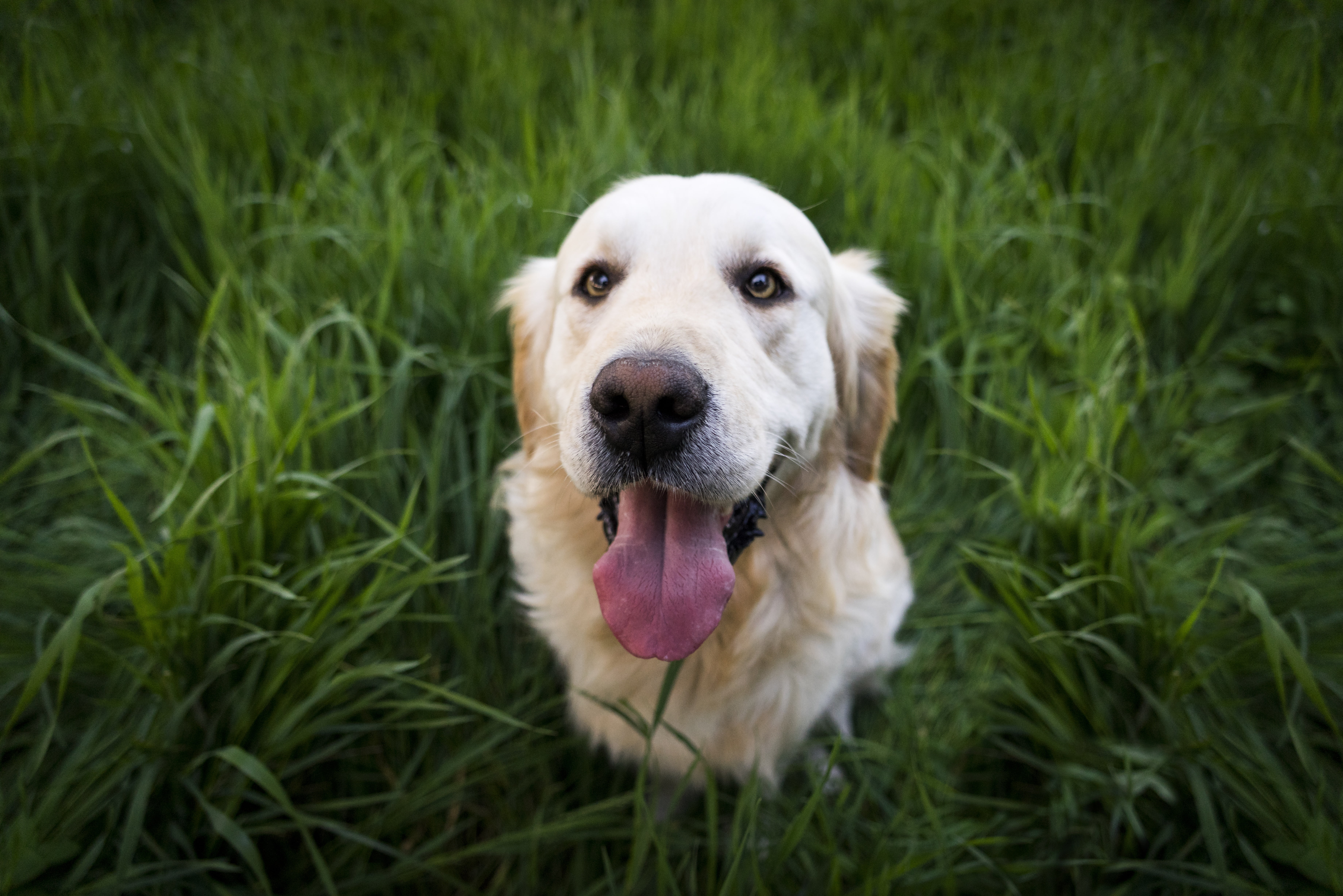 domestic Animals, purebred Dog, portrait, panting, playful, nature, facial expression, labrador Retriever, cheerful, mouth open, domestic, 5K, puppy, looking at camera, HD Wallpaper