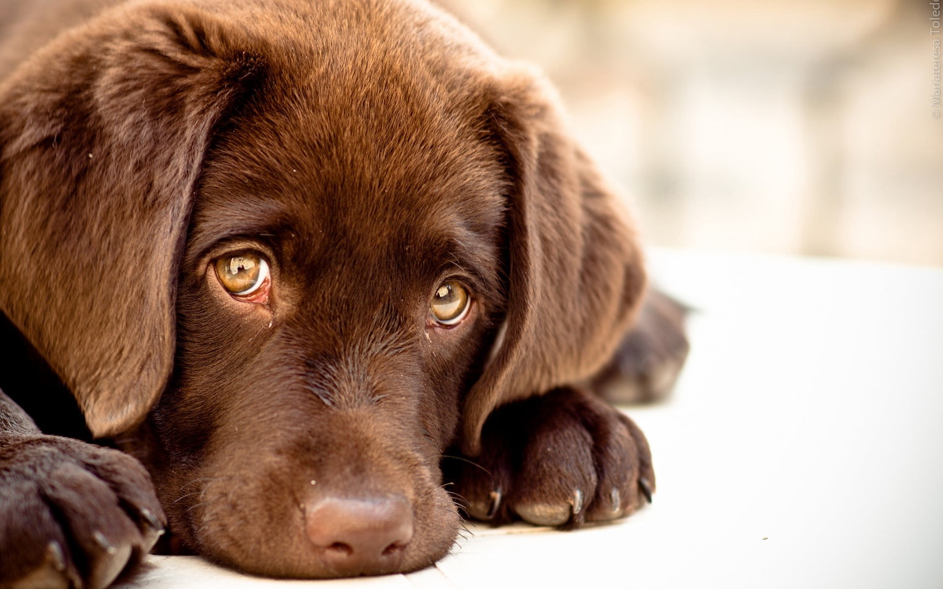 dogs, sitting, close-up, teenager, no People, looking, domestic Animals, cute, dog, relaxation, domestic, labrador, young Animal, animal, pets, canine, HD Wallpaper