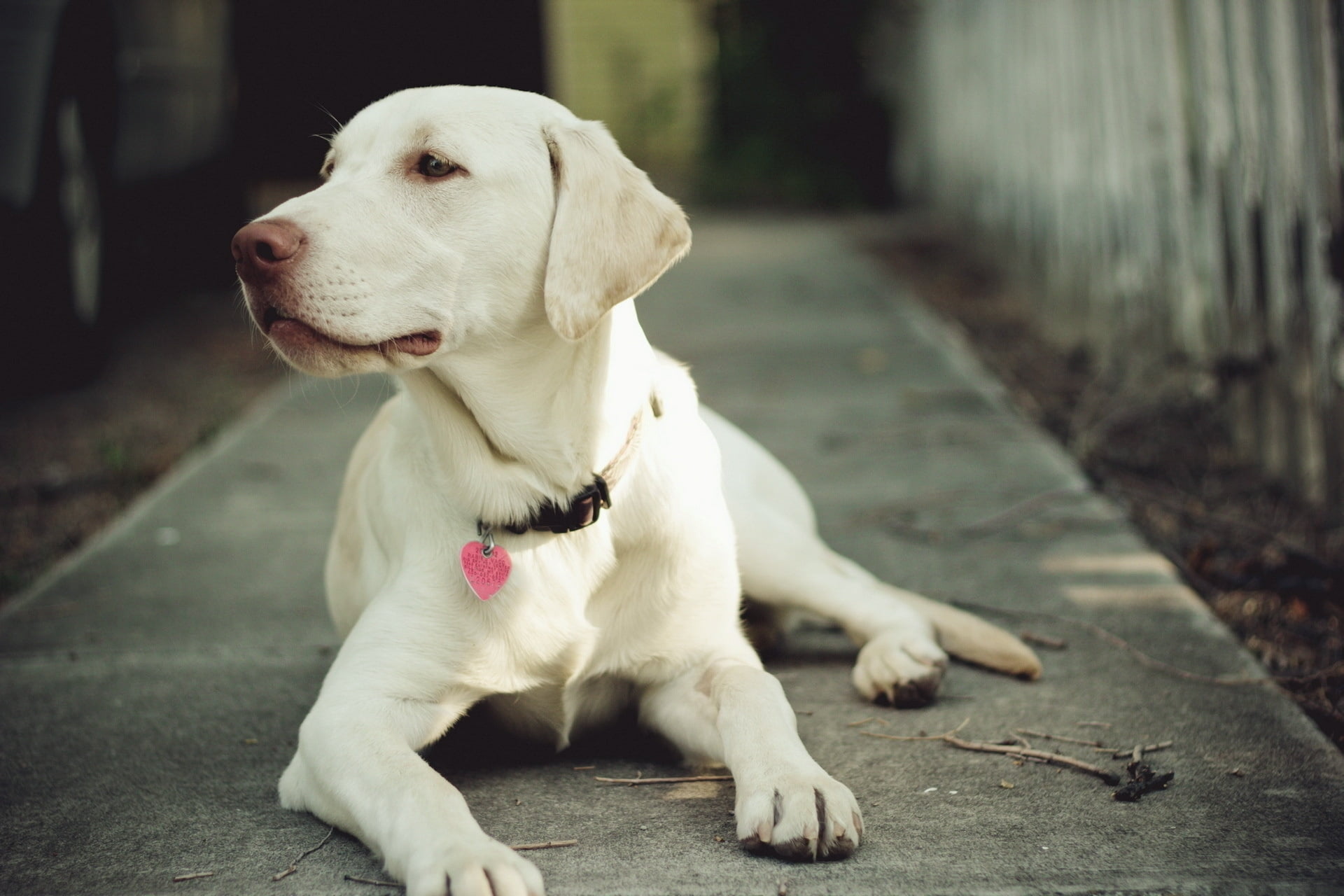 summer, purebred Dog, portrait, pets, 1080P, nature, day, muzzle, close-up, domestic Animals, eyes, labrador, puppy, friendship, cute, domestic, grass, HD Wallpaper