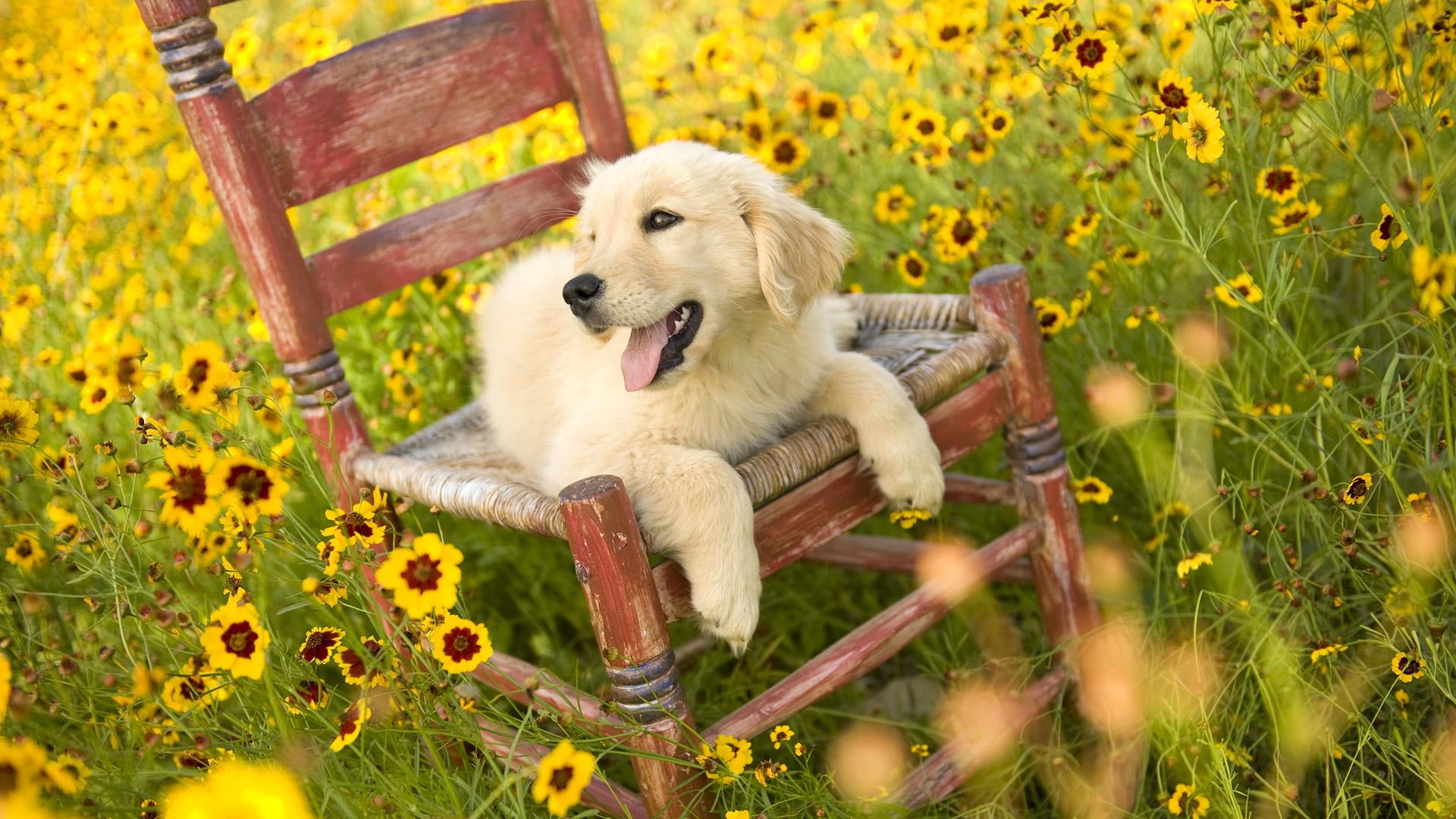 cute, nice, retriever, 1080P, animals, flower, sweet, dogs, labrador, dog, golden, yellow, days, love, spring, HD Wallpaper