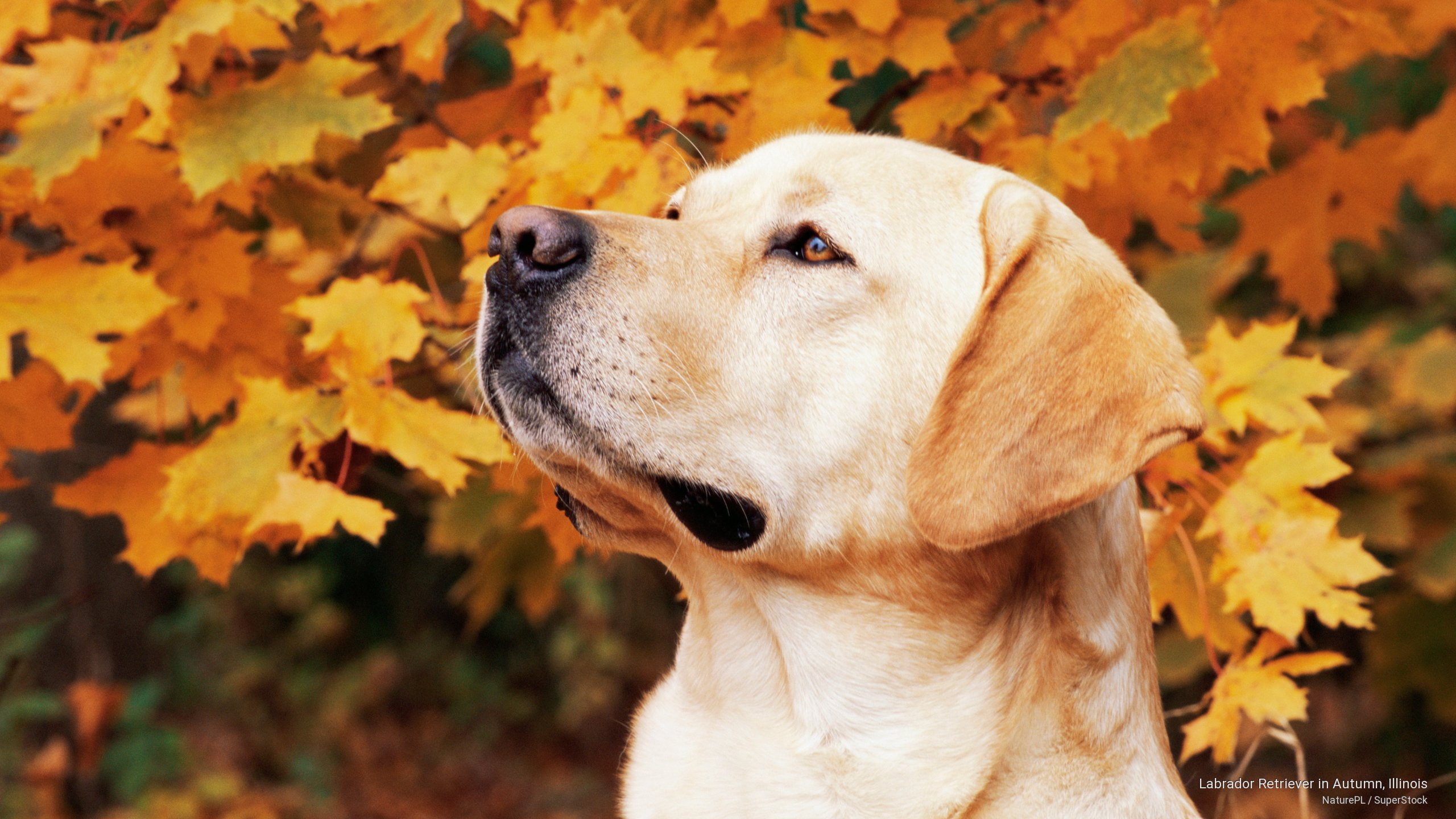 retriever, 2K, illinois, autumn, labrador, Dogs, HD Wallpaper