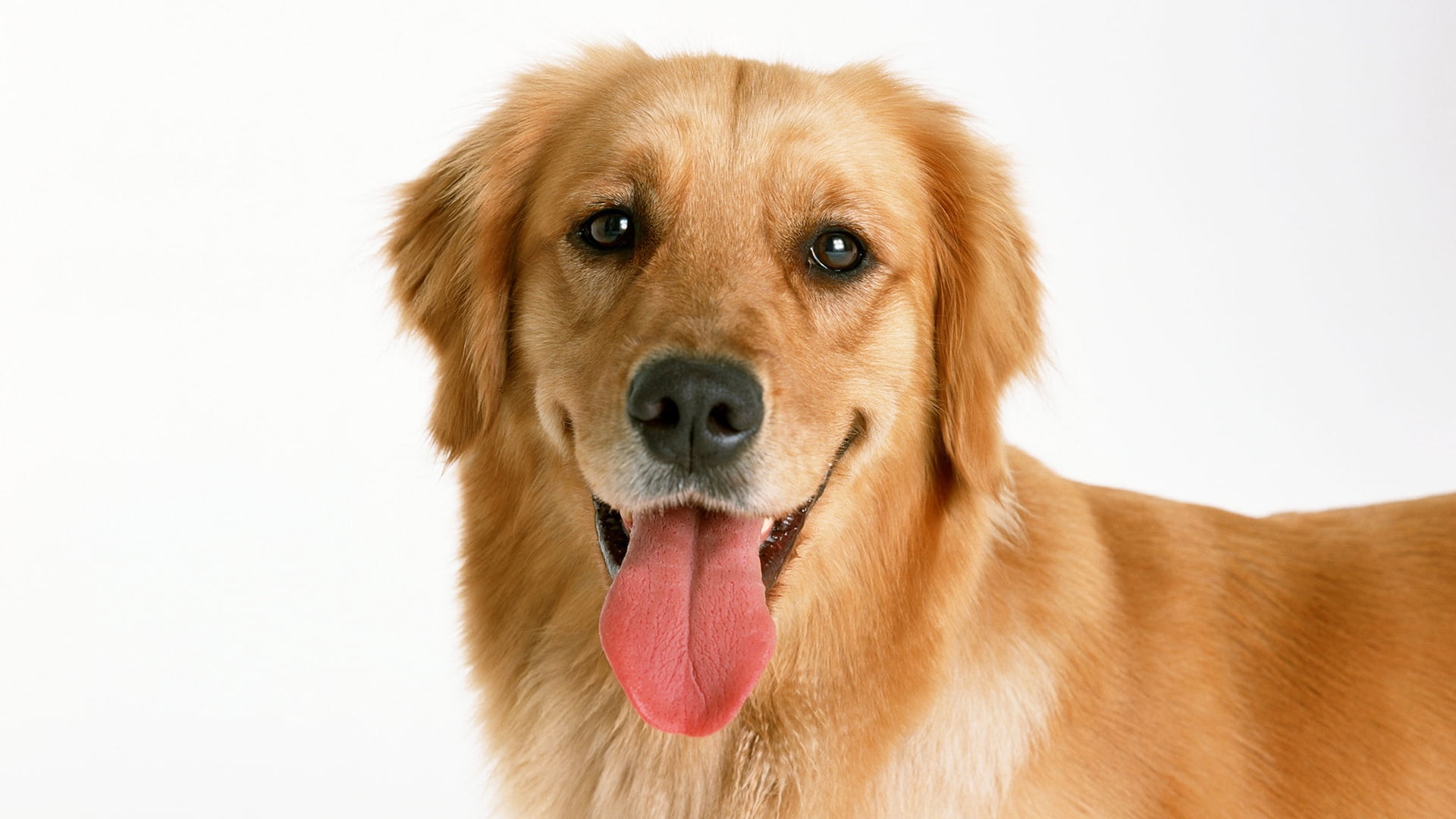 animal, domestic, young Animal, looking at camera, white Background, animal tongue, tongue, adult, close-up, animals And Pets, one Animal, domestic Animals, HD Wallpaper