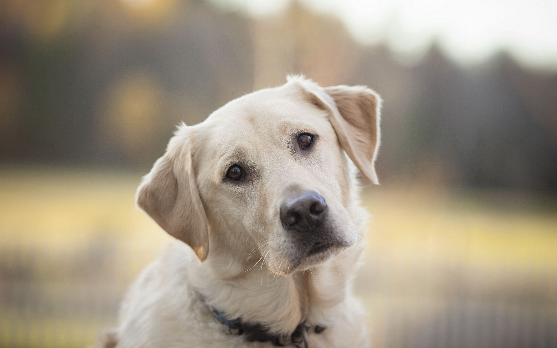 look, looking away, sad, nature, pets, animal head, purebred Dog, close-up, day, sitting, portrait, domestic Animals, one Animal, yellow, contemplation, HD Wallpaper