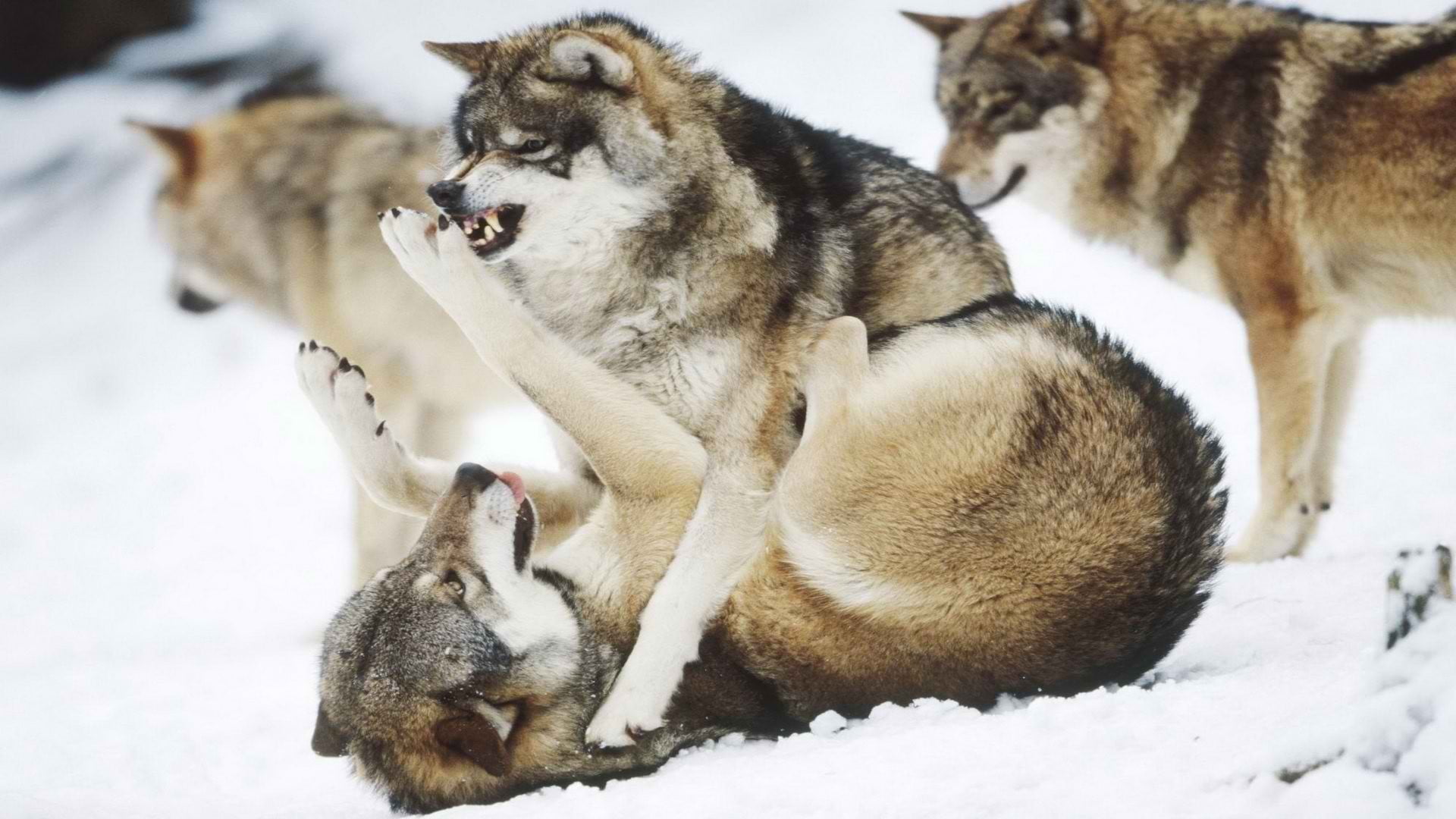 animal, snow, animals, day, no people, mammal, nature, animals in the wild, winter, two animals, brown, cold temperature, white color, pets, togetherness, HD Wallpaper