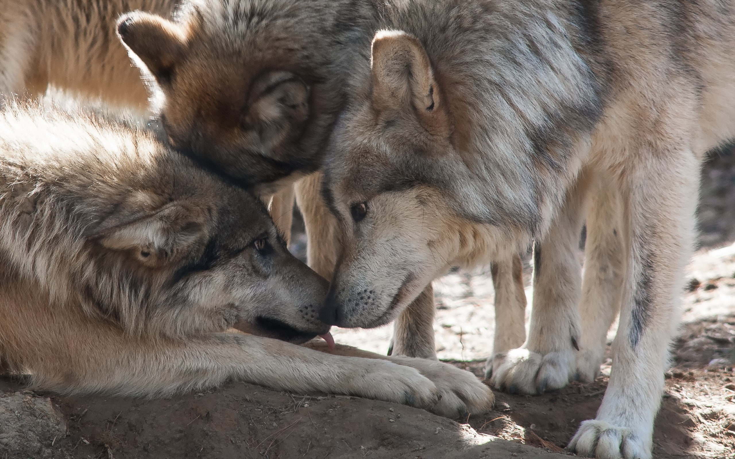 2K, gray, nature, background, wolves, HD Wallpaper