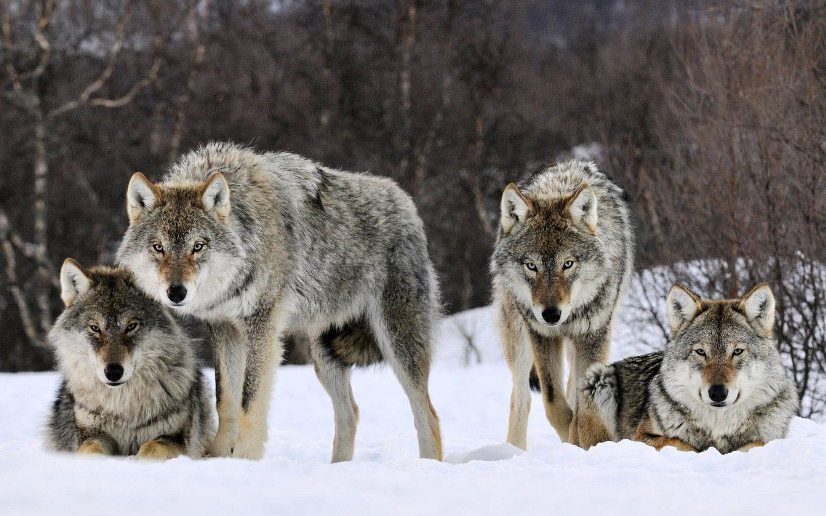 animal, snow, nature, wildlife, wolves, animal family, cold temperature, three animals, outdoors, vertebrate, fur, no People, white, gray Wolf, mammal, HD Wallpaper