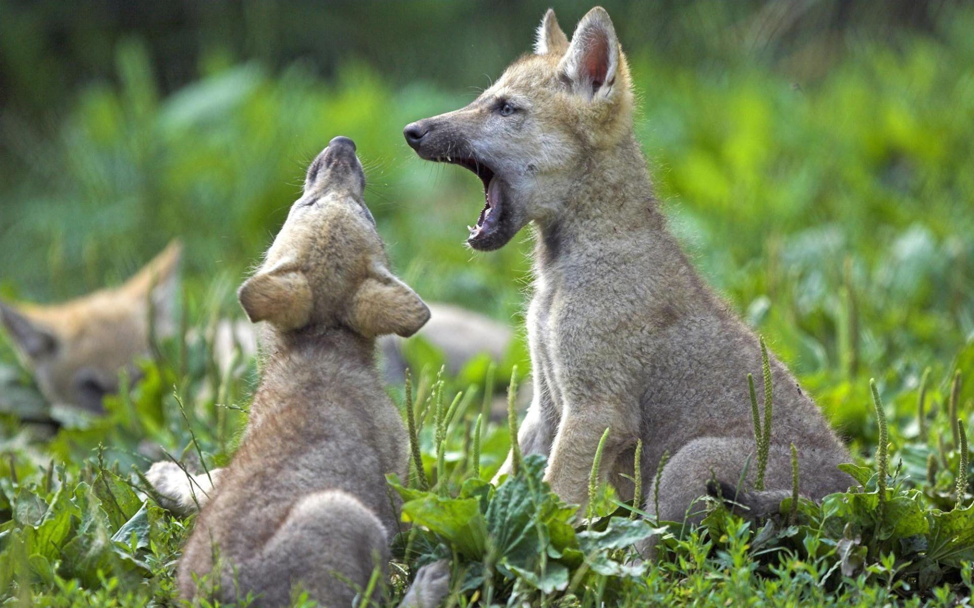 cute, grass, dogs, nature, green, baby, wolves, wolf, beautiful, animals, 1080P, HD Wallpaper