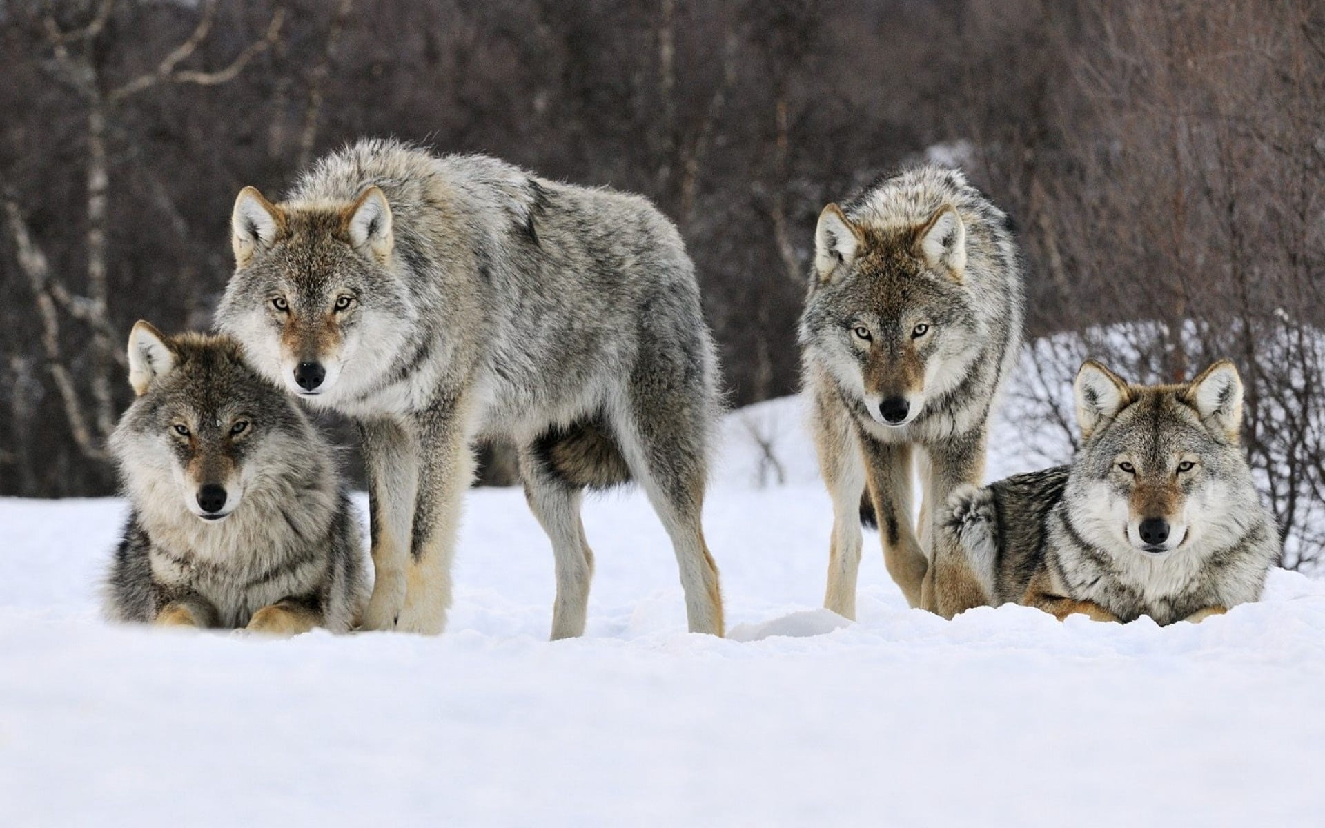 animal Themes, carnivore, canine, winter, carnivora, vertebrate, cold - Temperature, white, outdoors, 1080P, animal family, wildlife, group of animals, HD Wallpaper