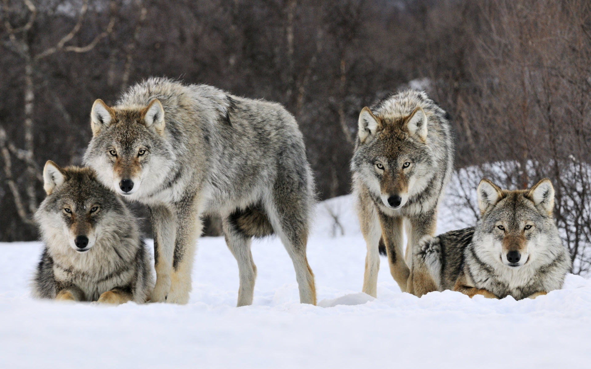 norway, 1080P, wolves, gray, HD Wallpaper