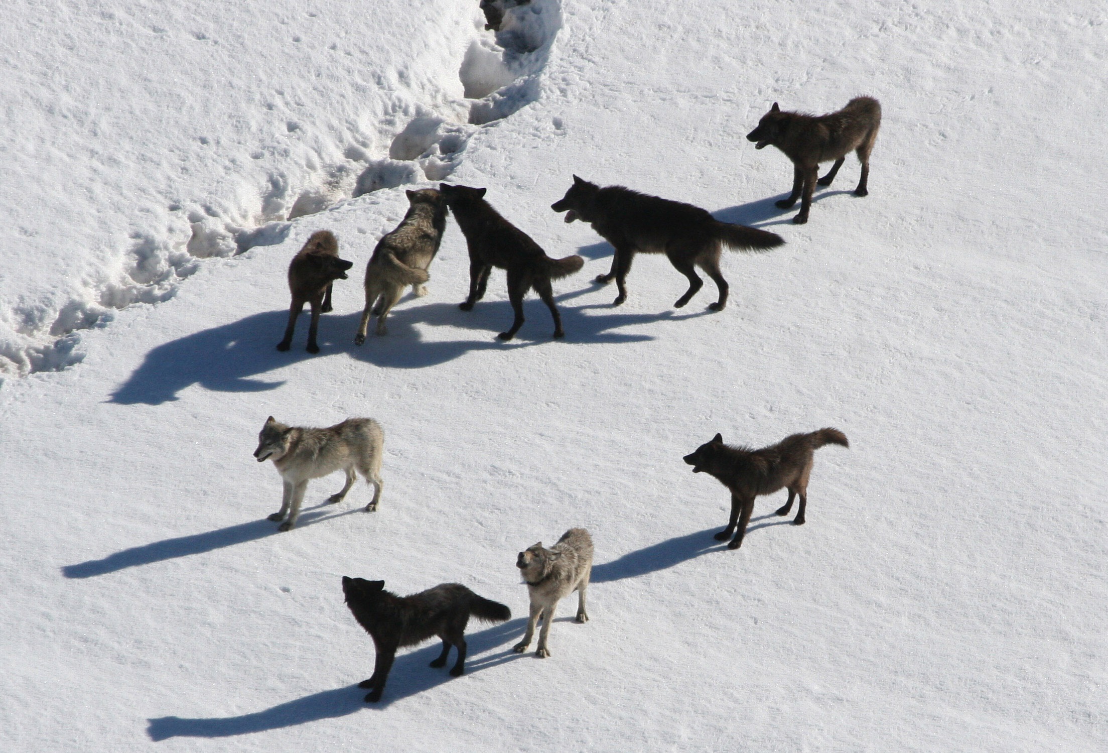 group of animals, predator, mammal, animal themes, deer, day, animals, wolf pack, pack animal, no people, animal, domestic animals, nature, snow, animal world, HD Wallpaper