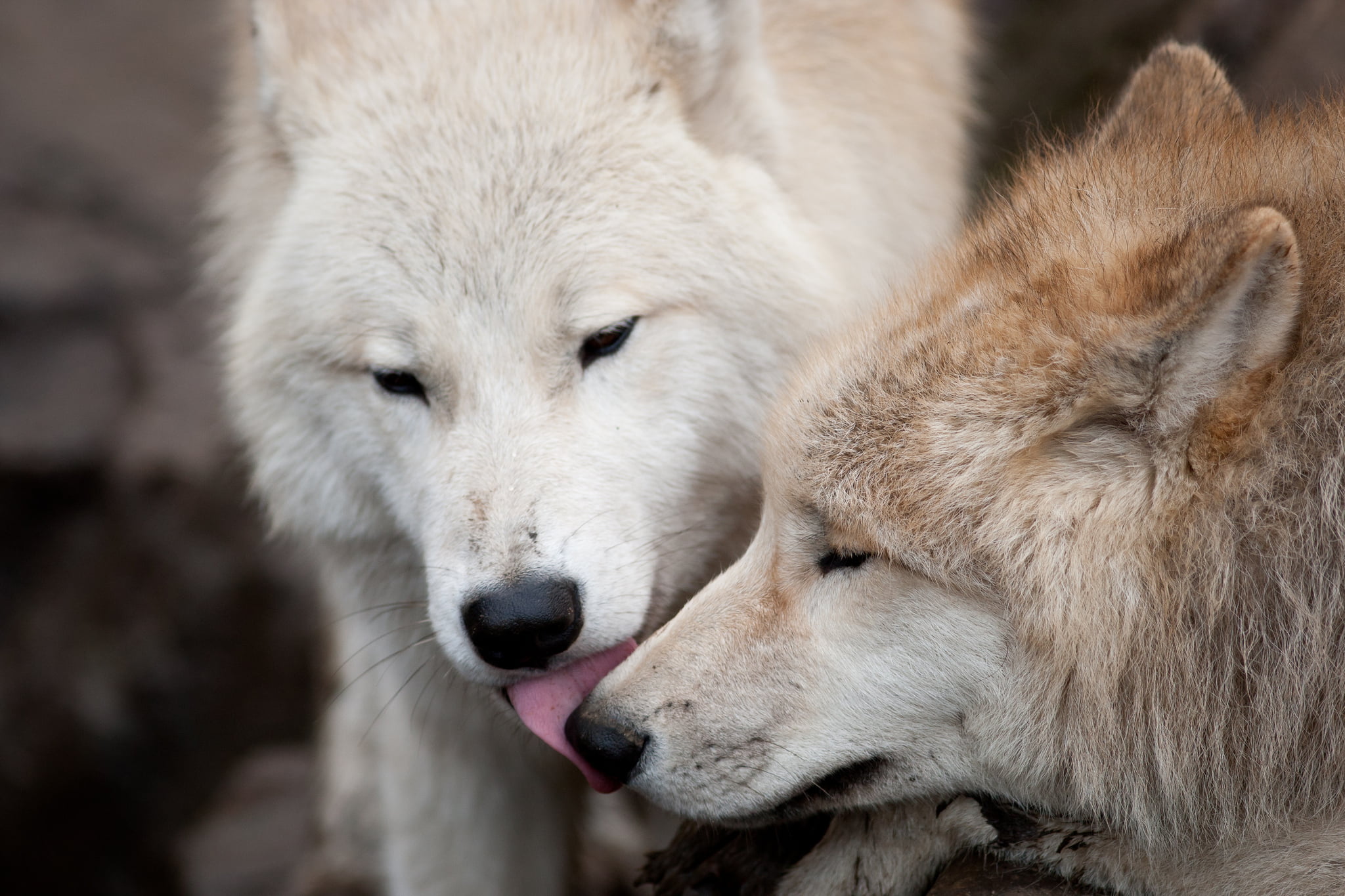 brown, focus on foreground, mouth open, wolves, predators, animal, white, arctic, mammal, purebred Dog, 1080P, animal wildlife, snout, no People, winter, HD Wallpaper