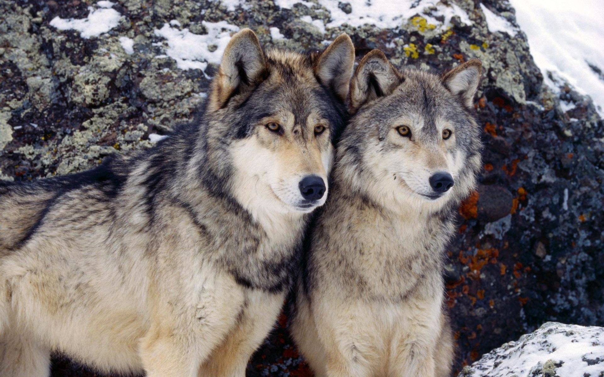 dogs, Wolves, 1080P, black, utonagan, Two, HD Wallpaper