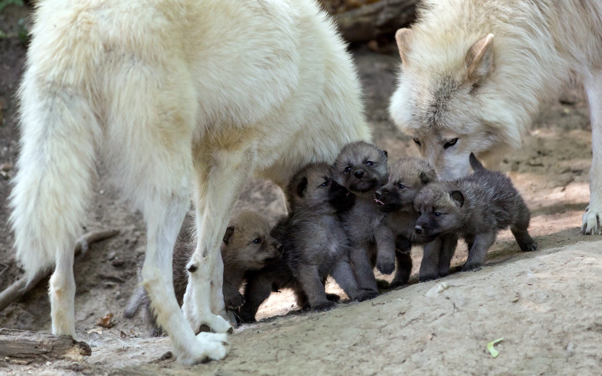care, animal Themes, 1080P, two, nature, animals And Pets, animal, farm, wolves, wildlife, white, herd, outdoors, fur, cubs, carnivore, animals In The Wild, HD Wallpaper
