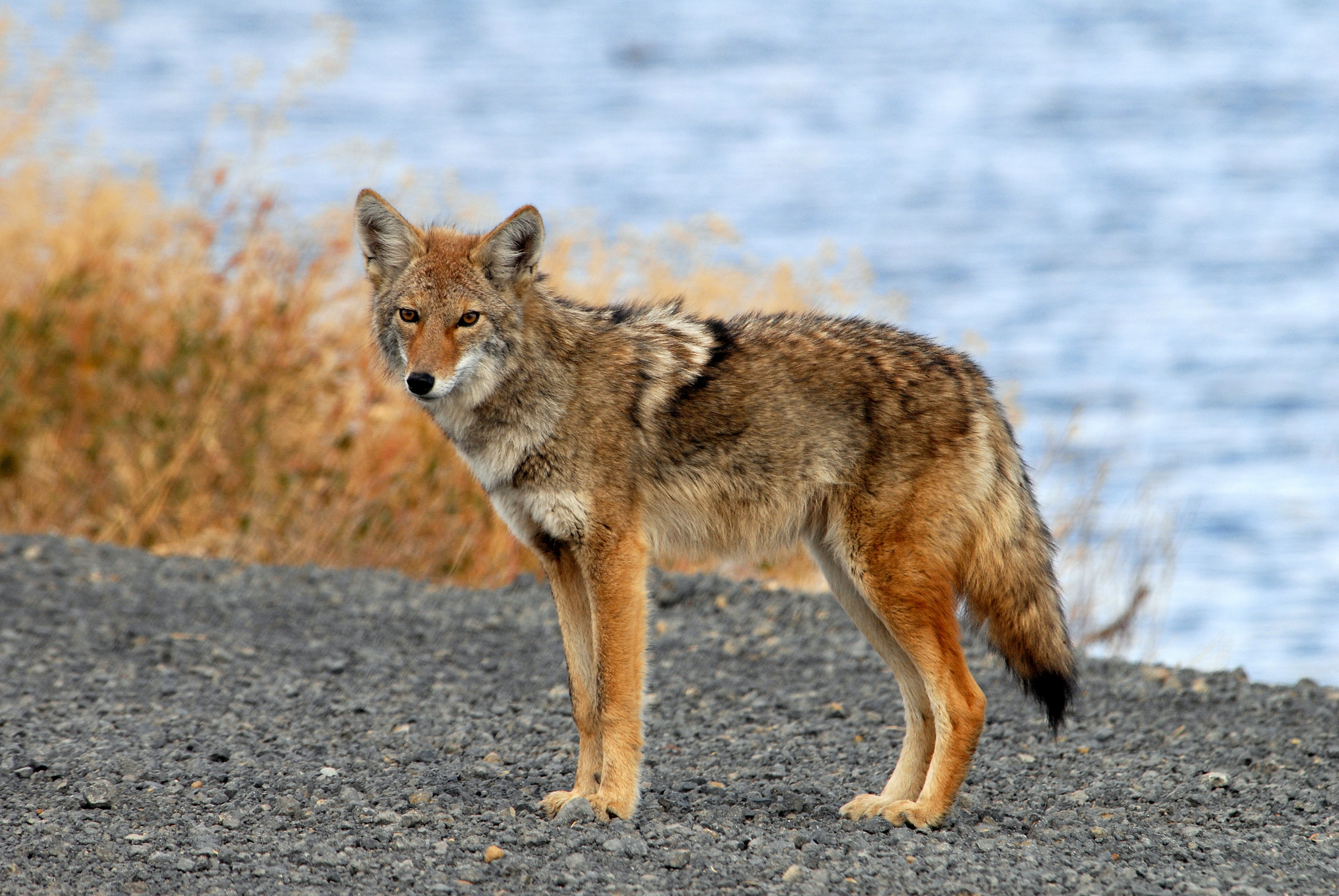 body, time, coyote, fox, 4K, near, carnivore, animal, water, lake, black, brown, tule, wildlife, mammal, day, animals In The Wild, nature, HD Wallpaper