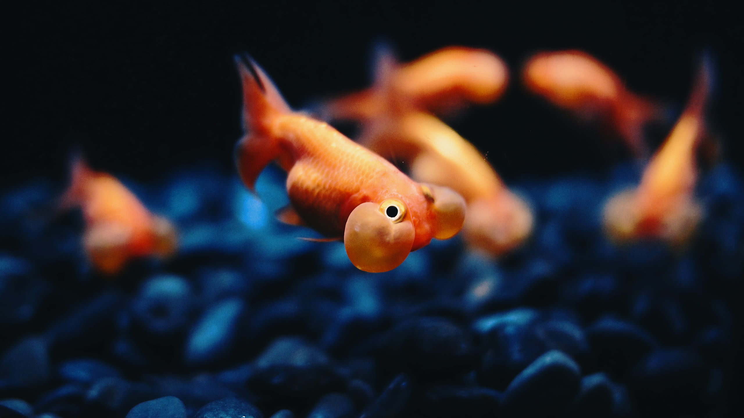 animal themes, vertebrate, water, marine, sea, goldfish, nature, sea life, animals in captivity, animals in the wild, orange color, one animal, no people, HD Wallpaper