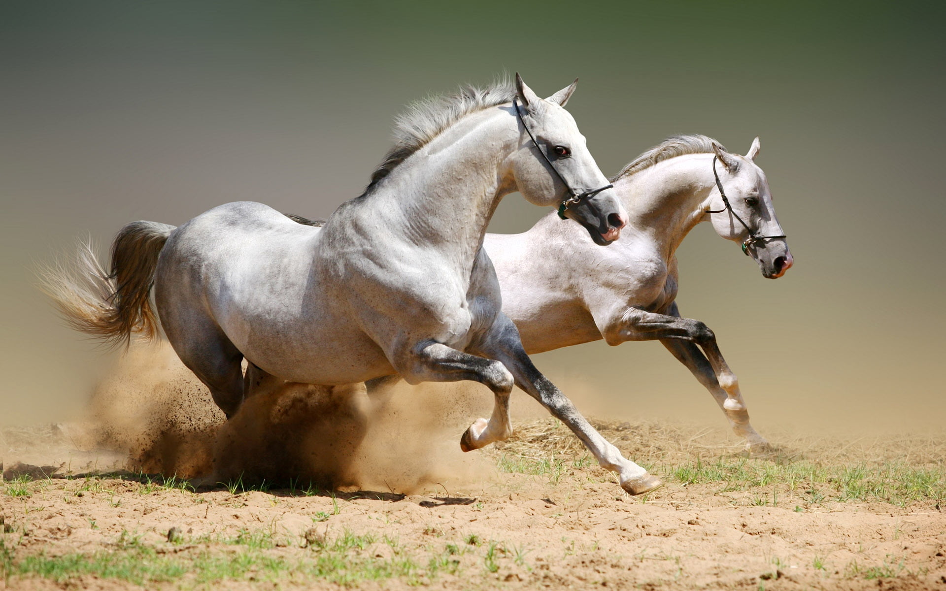 foal, animal, dust, riding, stallion, vertebrate, thoroughbred Horse, motion, livestock, mammal, animal wildlife, summer, animal Head, working animal, grass, HD Wallpaper