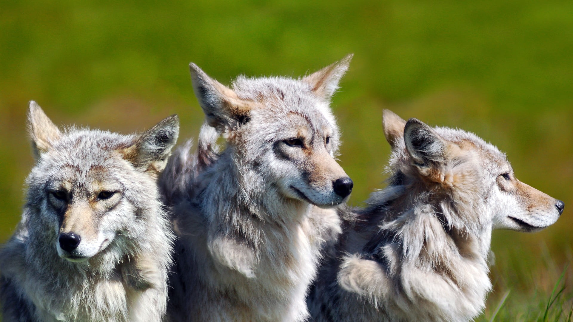 wolf, mammal, group of animals, vertebrate, two animals, young animal, focus on foreground, close-up, black, day, animal themes, kittens, animal wildlife, HD Wallpaper