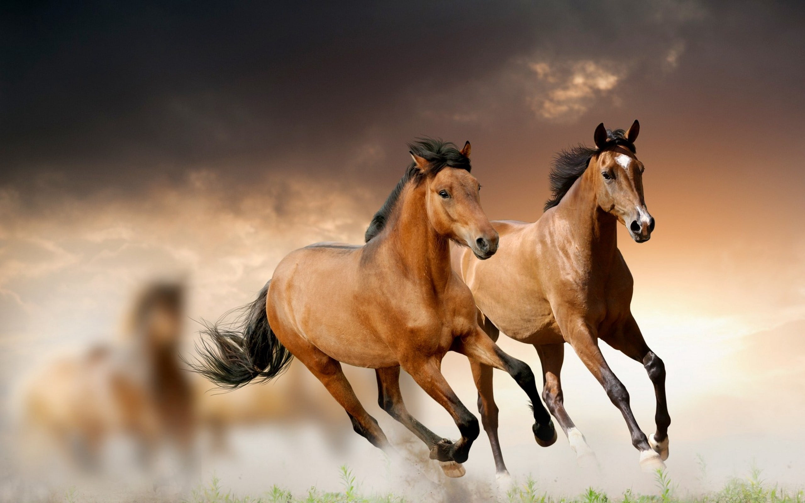 horseback Riding, running, horse, animal themes, mammal, pets, herbivorous, landscape, grass, pasture, mane, riding, foal, field, mare, beauty In Nature, HD Wallpaper