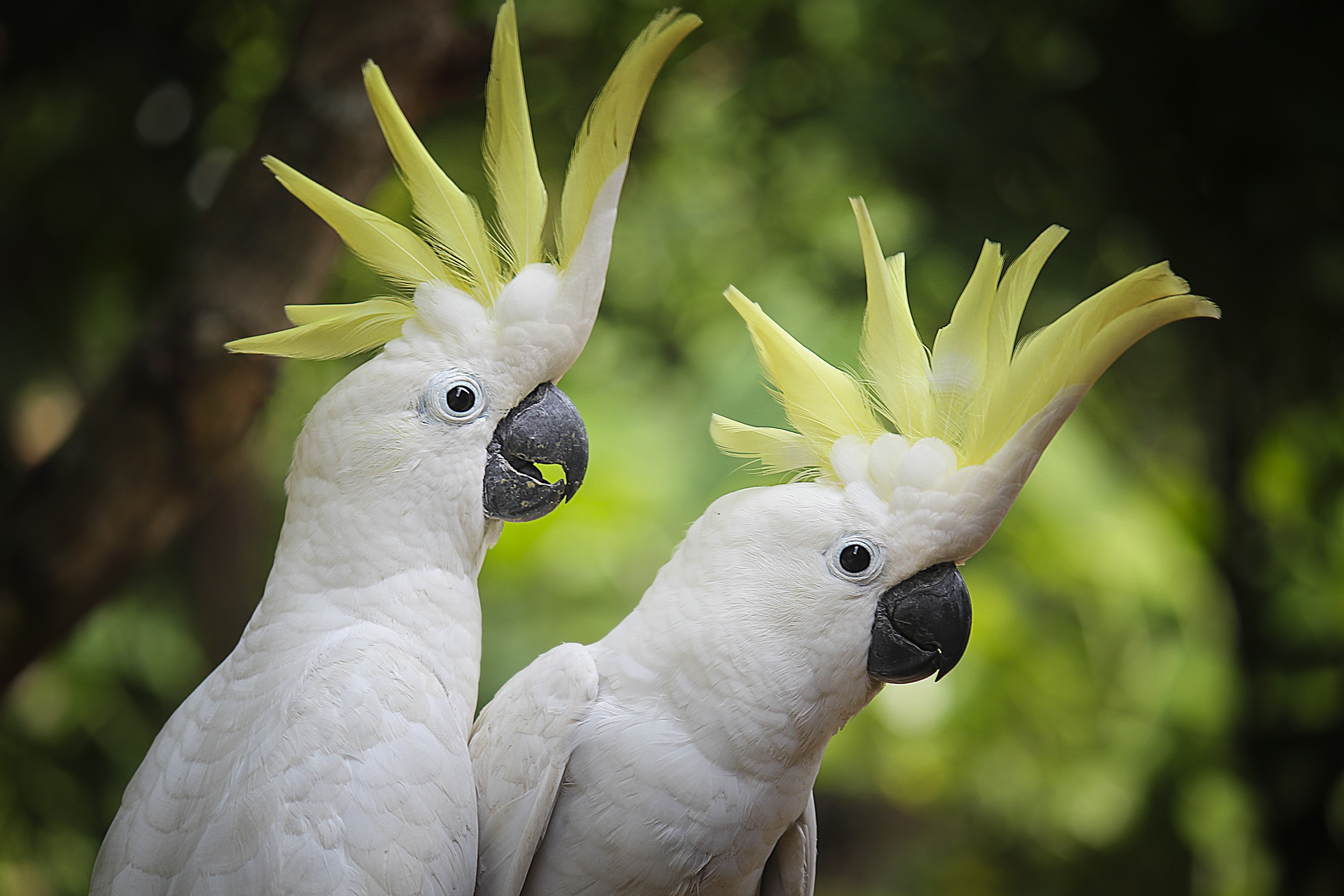 older sibling, animal head, animal wildlife, outdoors, view, one animal, profile view, focus on foreground, portrait, parrot, bird, white, no people, close-up, HD Wallpaper