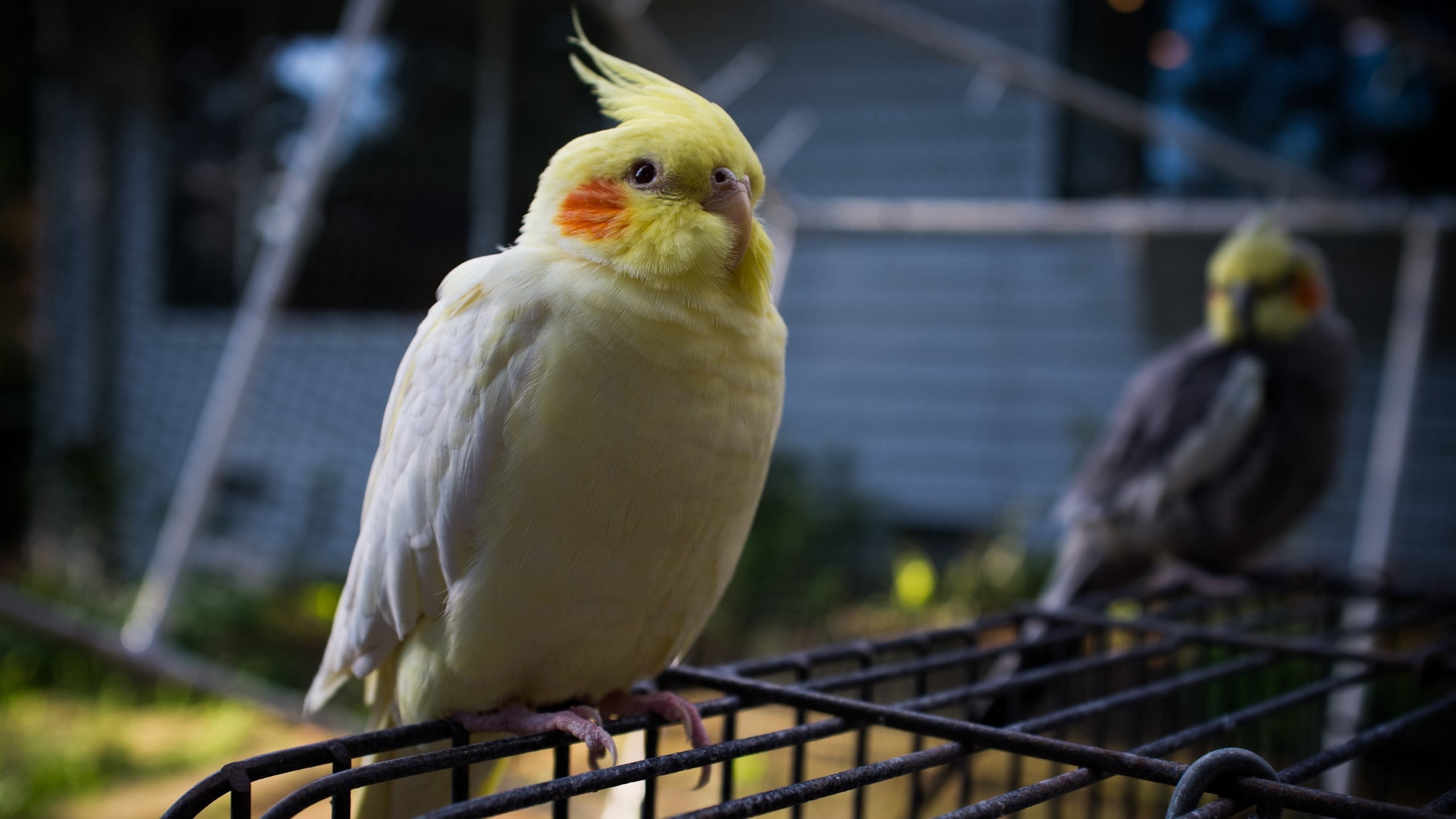 wildlife, bird, birdcage, red, animals in captivity, zoo, vertebrate, multi Colored, one animal, nature, animals in the wild, cockatoo, no people, outdoors, HD Wallpaper
