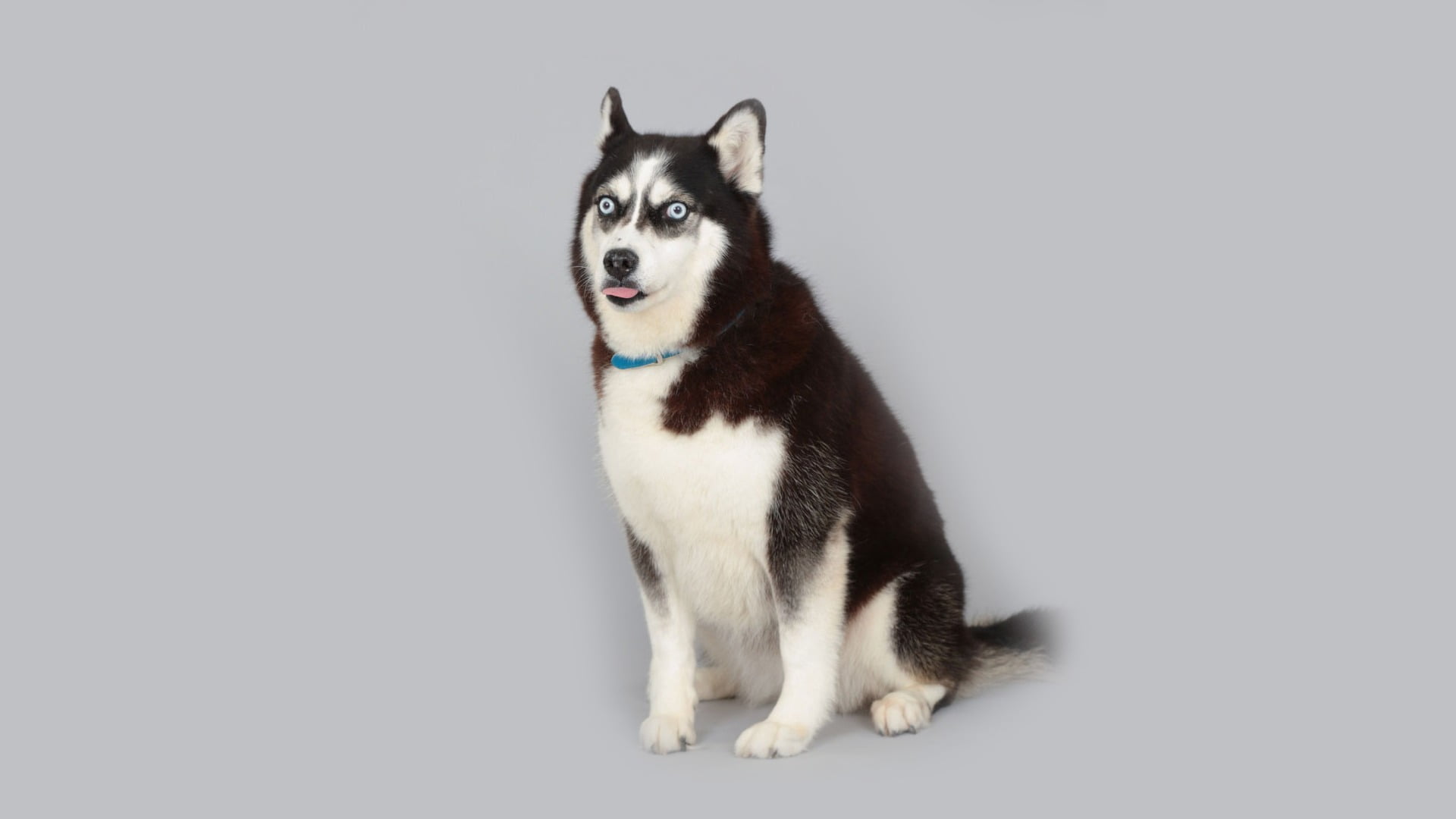 animals, one animal, border collie, white background, sitting, pets, adult, husky, sled dog, dog, humor, domestic, looking at camera, 1080P, siberian, HD Wallpaper
