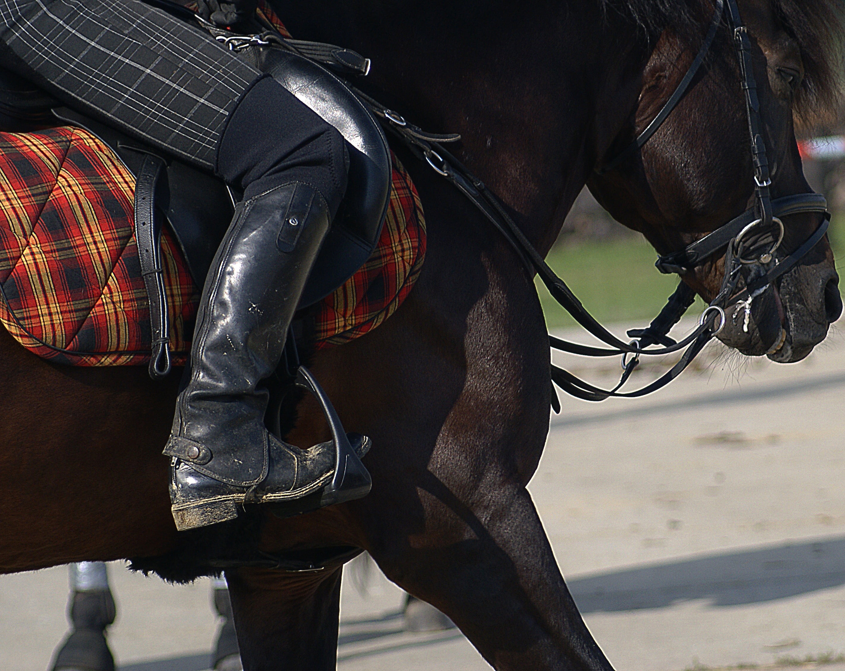 domestic animals, games, dress, black horse, saddle, 2K, coat, one animal, low section, stud, animal wildlife, day, penalties, bridle, mammal, brown, horse, HD Wallpaper